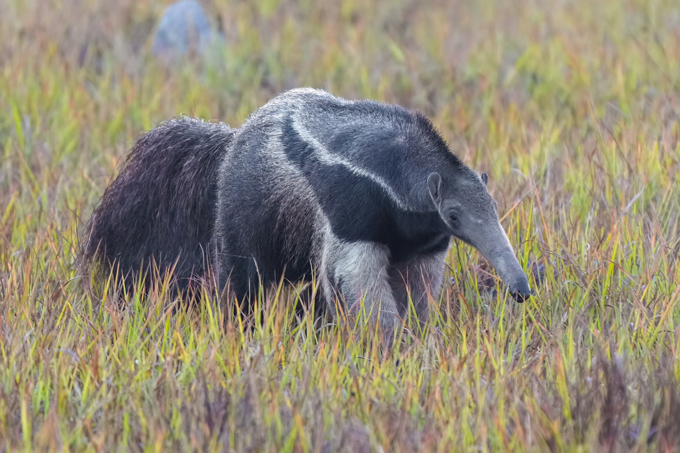 Giant anteater (Myrmecophaga tridactyla) in Encontro das Águas State Park, Brazil. Photo: © Giles Laurent, gileslaurent.com, via Wikimedia Commons (CC BY-SA 4.0). Source page: https://commons.wikimedia.org/wiki/File:037_Giant_anteater_in_Encontro_das_%C3%81guas_State_Park_Photo_by_Giles_Laurent.jpg