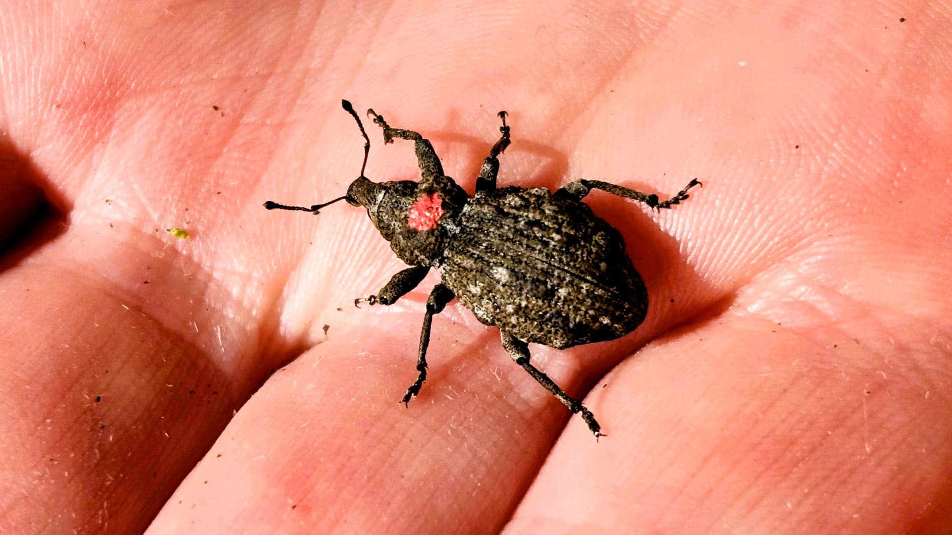 A Canterbury knobbled weevil, a dark, rough-shelled beetle with a small red mark on its back, resting in the palm of a hand. Photo: Jo Malcolm, Department of Conservation (NZ), CC BY 4.0, from the DOC media release 'DOC releases rare knobbled weevils in Canterbury,' 23 October 2026. Source page: https://www.doc.govt.nz/news/media-releases/2026-media-releases/doc-releases-rare-knobbled-weevils-in-canterbury/