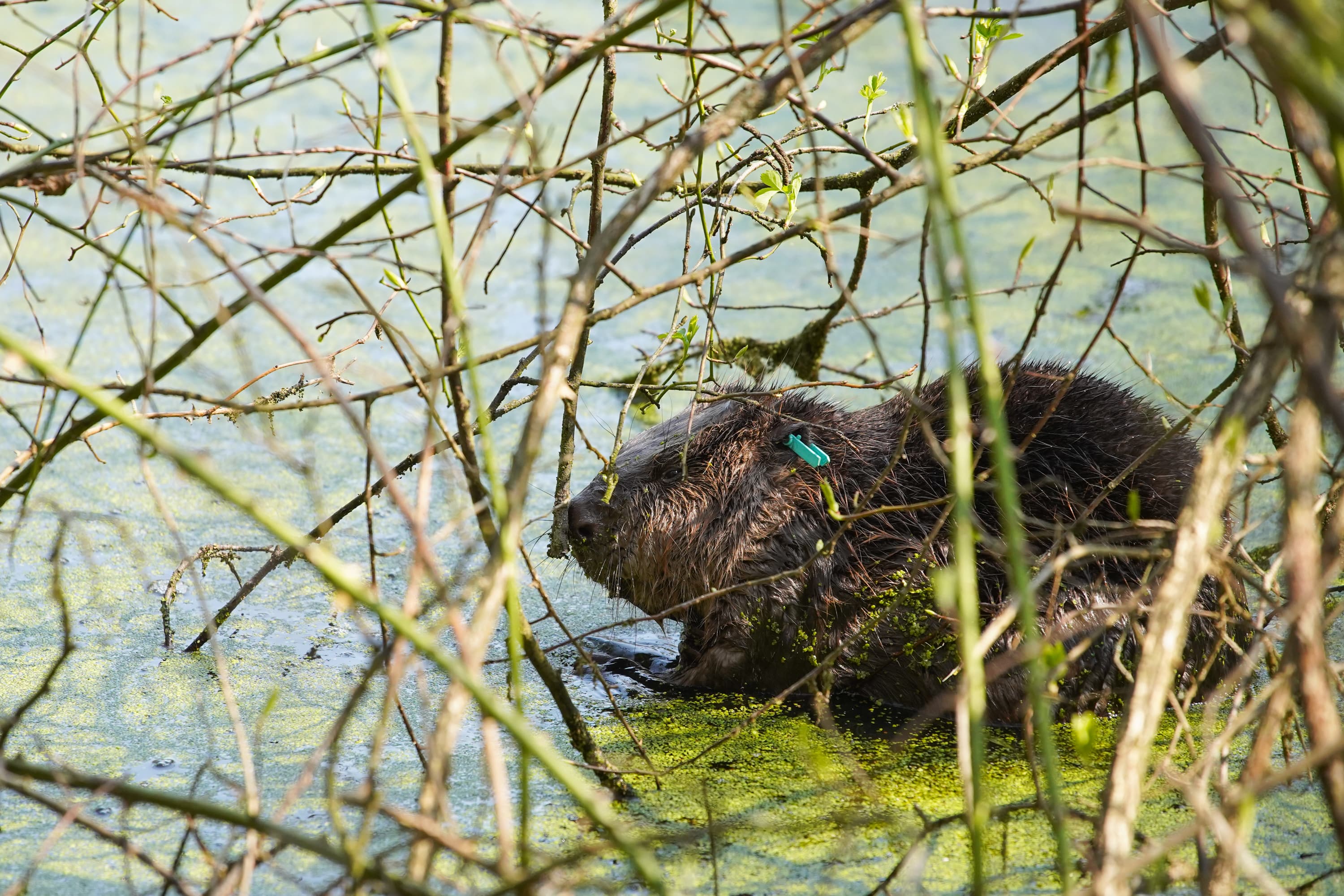 A male Eurasian beaver swims in a pond at Cropton Forest, North Yorkshire. Photo: Sam Oakes / Forestry England. Source page: https://www.forestryengland.uk/cropton-forest/beaver-trial-cropton-forest