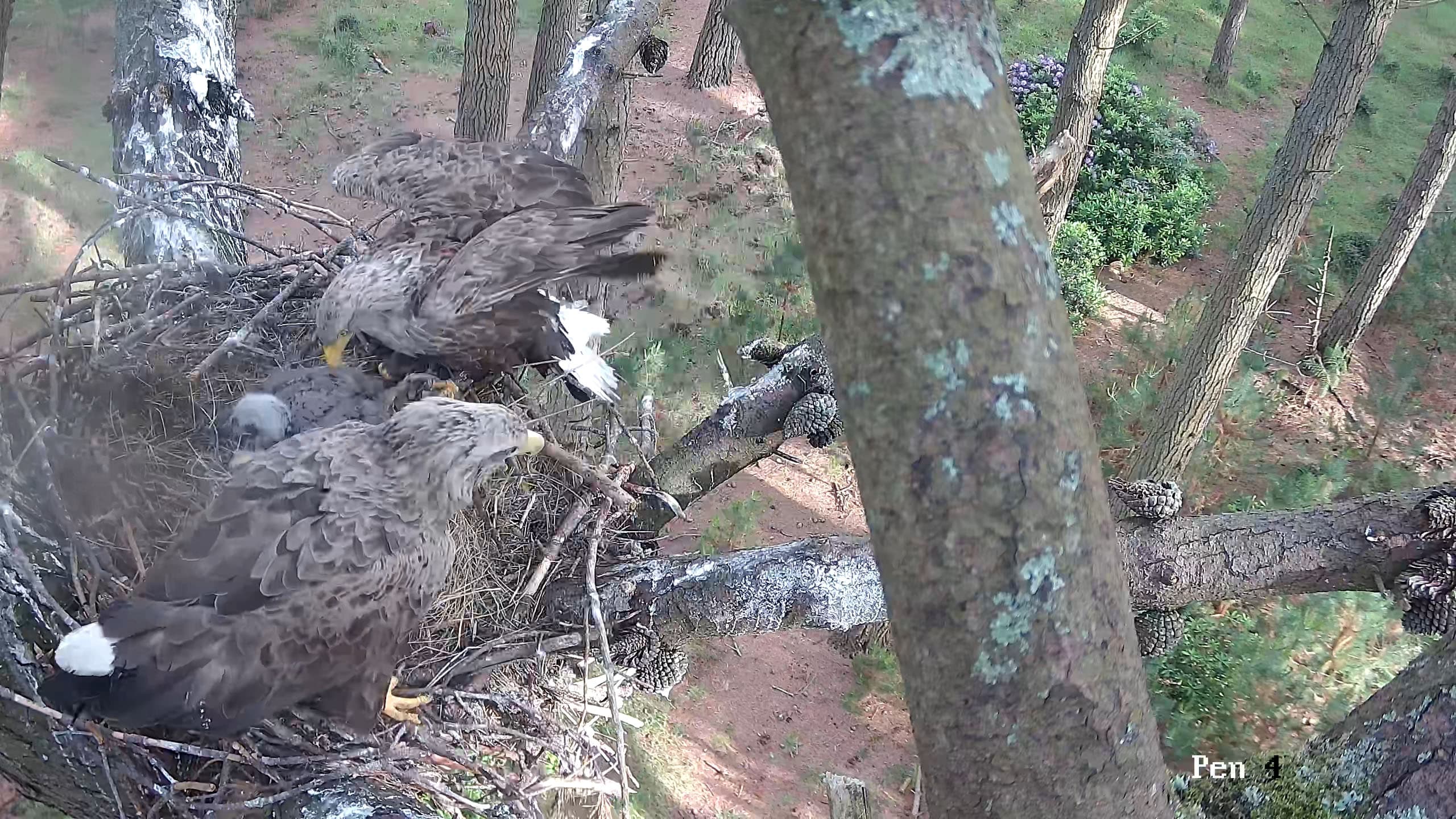 A white-tailed eagle chick at a Dorset nest monitored by the reintroduction project. Photo: Forestry England. Source page: https://www.forestryengland.uk/news/three-wild-white-tailed-eagle-chicks-hatched-england