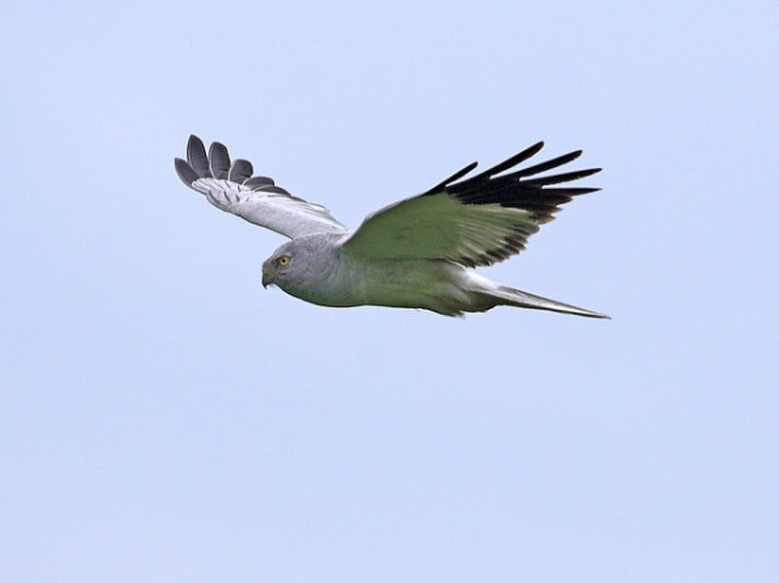 Adult male hen harrier (Circus cyaneus) at Ballaugh Curragh, Isle of Man. Photo: Isle of Man Government, via Wikimedia Commons (CC BY 2.0). Source page: https://commons.wikimedia.org/wiki/File:Circus_cyaneus,_Ballaugh_Curragh,_Isle_of_Man_1.jpg