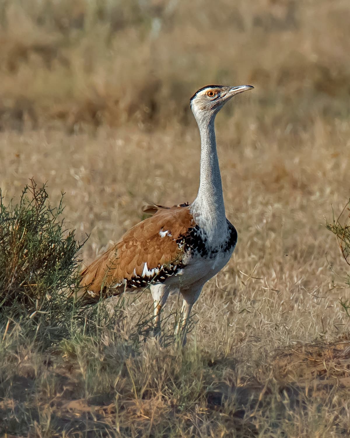 A wild great Indian bustard (Ardeotis nigriceps) standing in dry grassland in Desert National Park, Rajasthan, 22 October 2021; not one of the birds released in 2026. Photo: SVKMBFLY (crop and colour adjustment by MPF), via Wikimedia Commons (CC BY-SA 4.0). Source page: https://commons.wikimedia.org/wiki/File:Ardeotis_nigriceps,_Desert_National_Park,_Rajasthan,_India_1.jpg