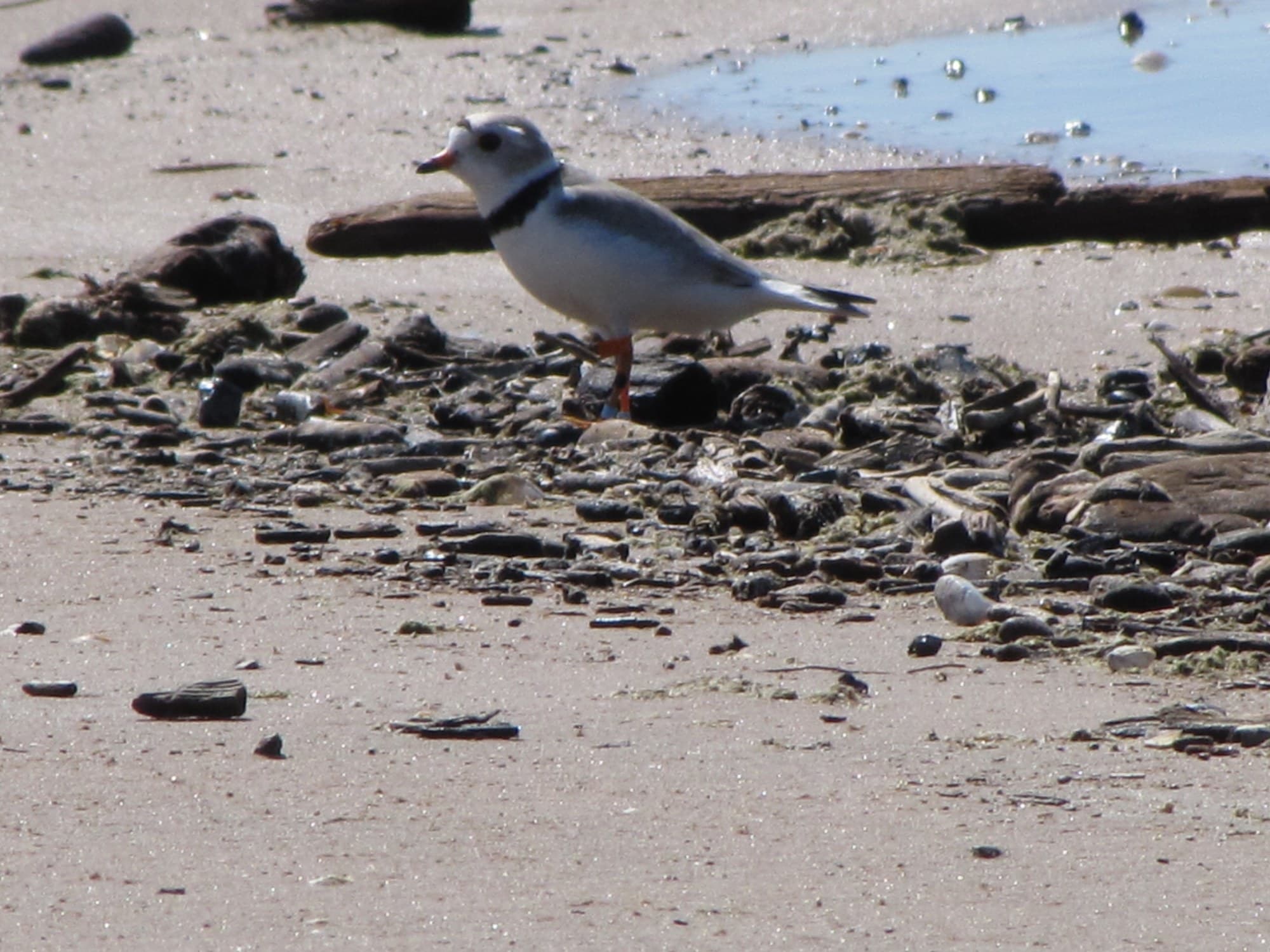 An adult Great Lakes piping plover on a Lake Michigan beach south of Seney National Wildlife Refuge, Michigan, watching while its chicks were banded, June 2012. Photo: Mike McCarthy, Seney Natural History Association, via Wikimedia Commons (CC BY-SA 2.0). Source page: https://commons.wikimedia.org/wiki/File:Piping_Plover_Adult_(Charadrius_melodus)_(7686098084).jpg