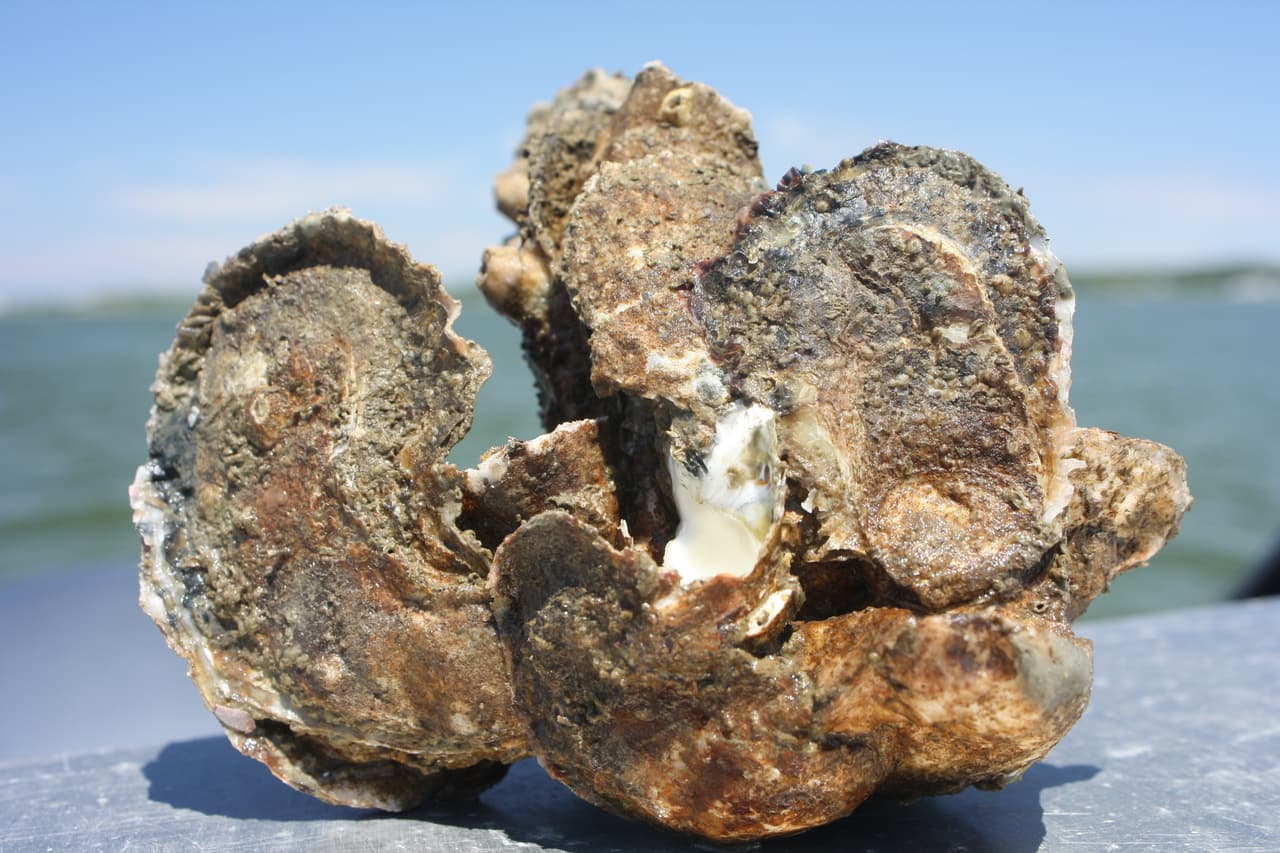 A clump of several healthy oysters from a restored reef in Harris Creek, Maryland. Credit: NOAA. Source page: https://www.fisheries.noaa.gov/feature-story/more-oysters-good-chesapeake-bay-good-people