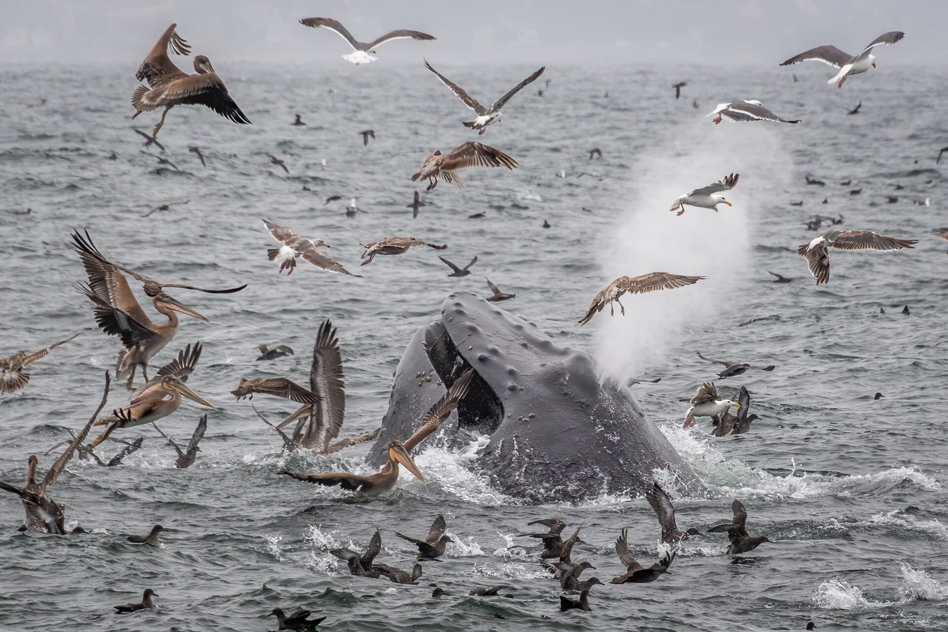 A humpback whale lifts the front half of its body out of the water, surrounded by brown pelicans and western gulls, in Monterey Bay National Marine Sanctuary, July 2020. Illustrative image, not from the collaborative. Photo: Douglas Croft, NOAA Monterey Bay National Marine Sanctuary, public domain, via Wikimedia Commons. Source page: https://commons.wikimedia.org/wiki/File:MBNMS_humpback_whale_surrounded_by_seabirds_(50199589581).jpg