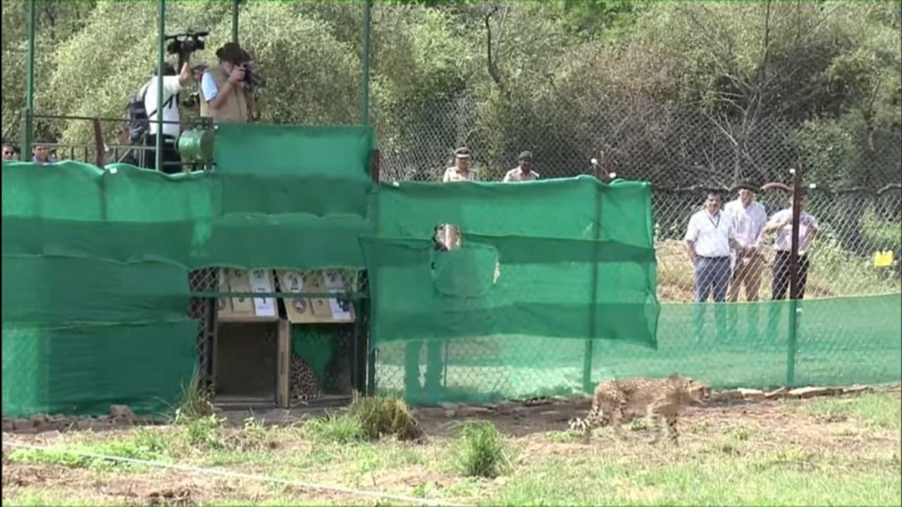 A cheetah at Kuno National Park after the 2022 reintroduction under Project Cheetah. Photo: Prime Minister's Office (PMO India), via Wikimedia Commons (CC BY 3.0). Source page: https://commons.wikimedia.org/wiki/File:Cheetah_In_India.jpg