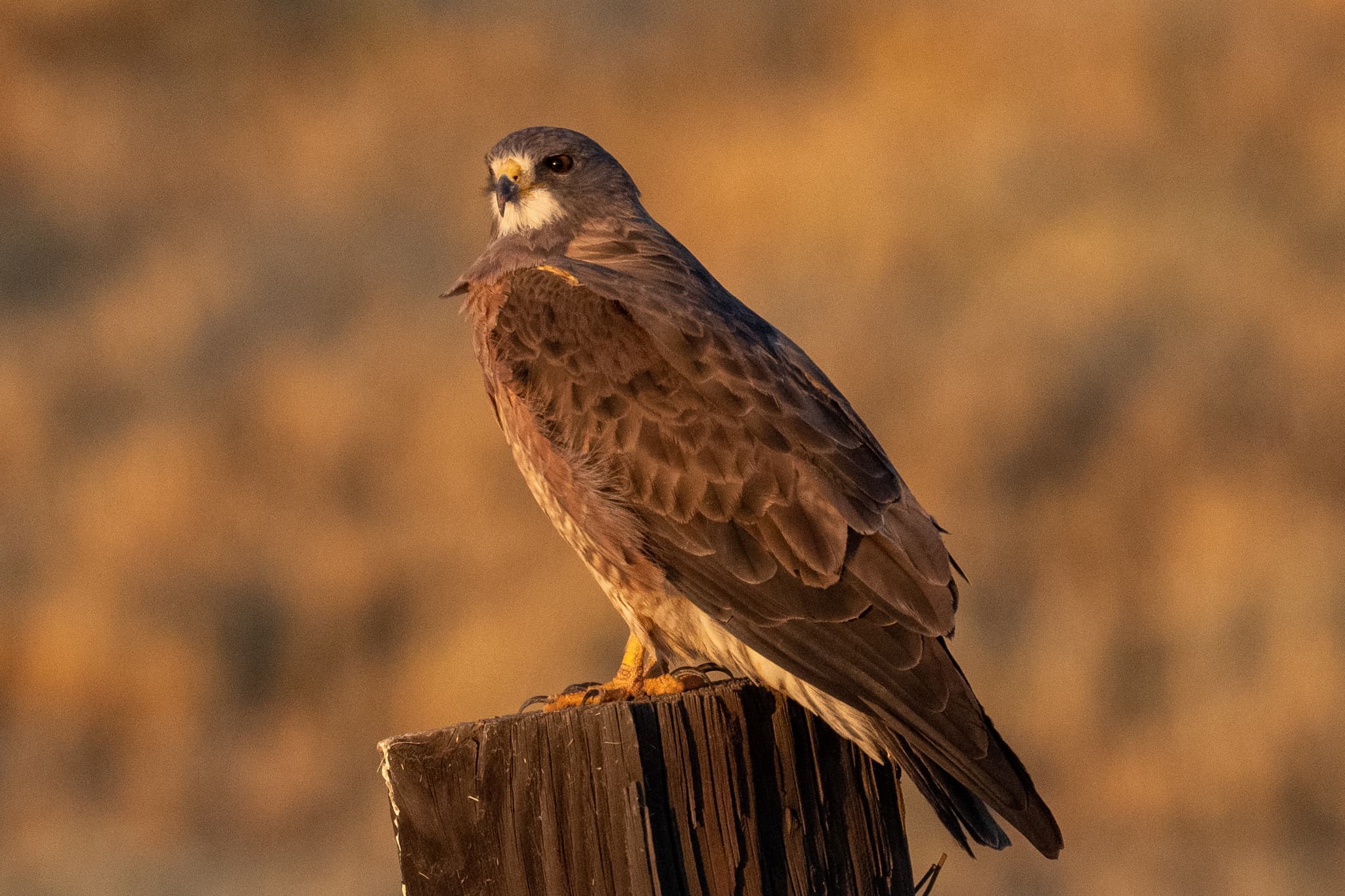 A Swainson's hawk perched on a weathered wooden post in warm evening light, California, 2021. Illustrative; not one of the Battle Creek birds. Photo: Jonathan Eisen, via Wikimedia Commons (CC BY 4.0). Source page: https://commons.wikimedia.org/wiki/File:Buteo_swainsoni_-_2021.jpg