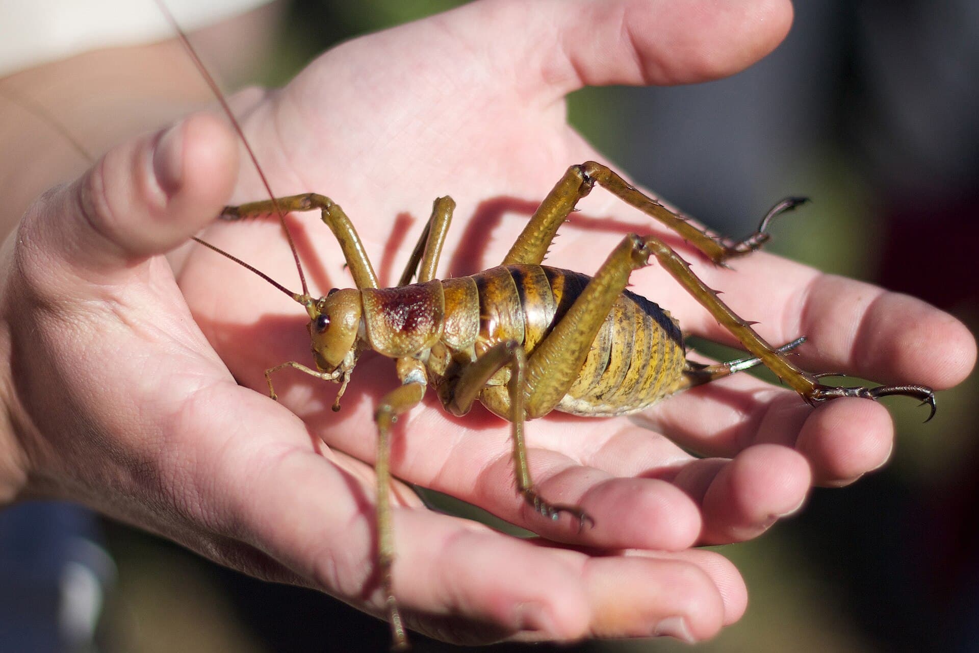 A wētāpunga, or Little Barrier giant wētā (Deinacrida heteracantha), on Tiritiri Matangi Island, described by the uploader as one of 100 released there on 1 May 2014. Photo: Dinobass, via Wikimedia Commons (CC BY-SA 4.0). Source page: https://commons.wikimedia.org/wiki/File:Wetapunga.jpg