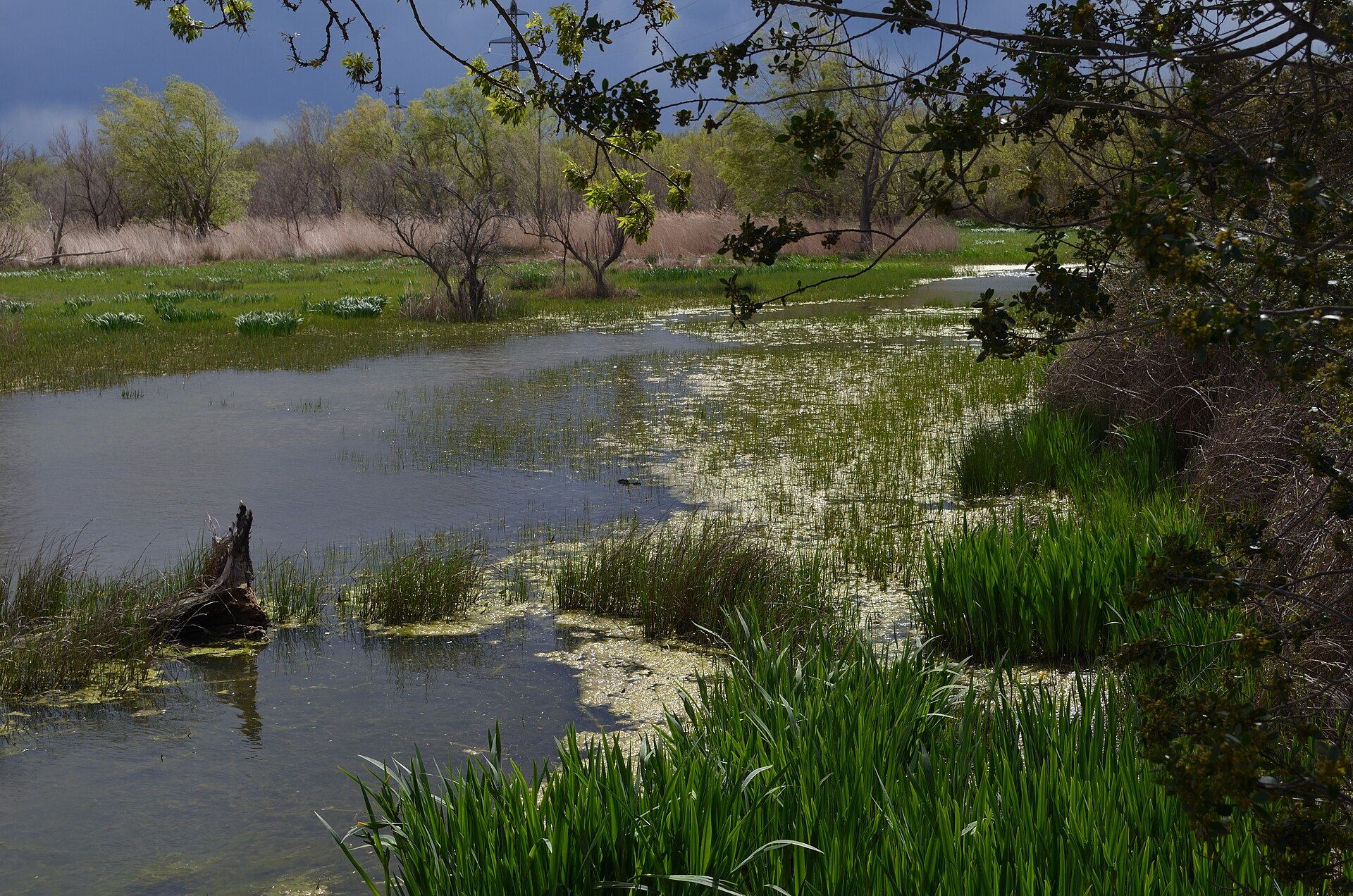A reed-fringed lagoon in the Aiguamolls de l'Empordà under a grey sky.