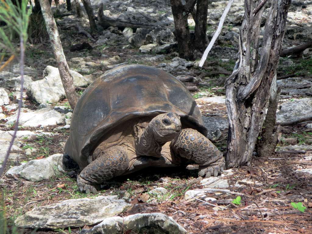 An Aldabra giant tortoise with a domed brown shell walks among white coral rock and low trees.