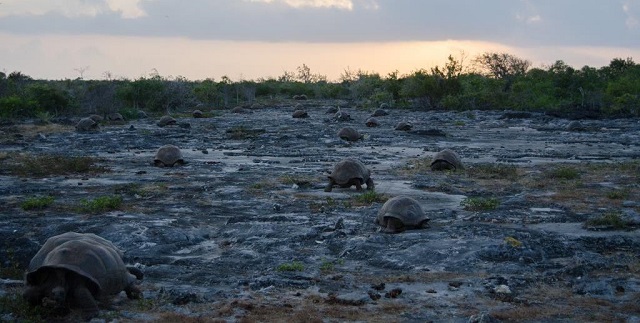Several giant tortoises spread across flat gray coral ground and low grass at dusk, with scrub on the horizon.