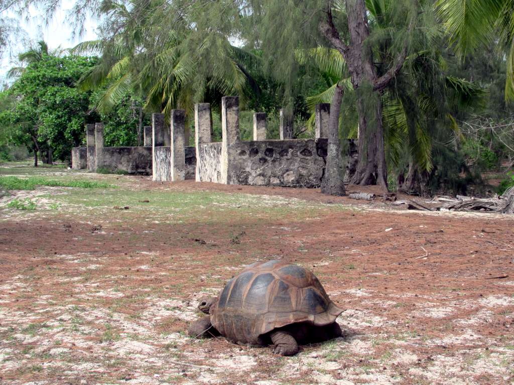 A giant tortoise crosses open ground toward the stone ruins of an old settlement, framed by palms and casuarina trees.