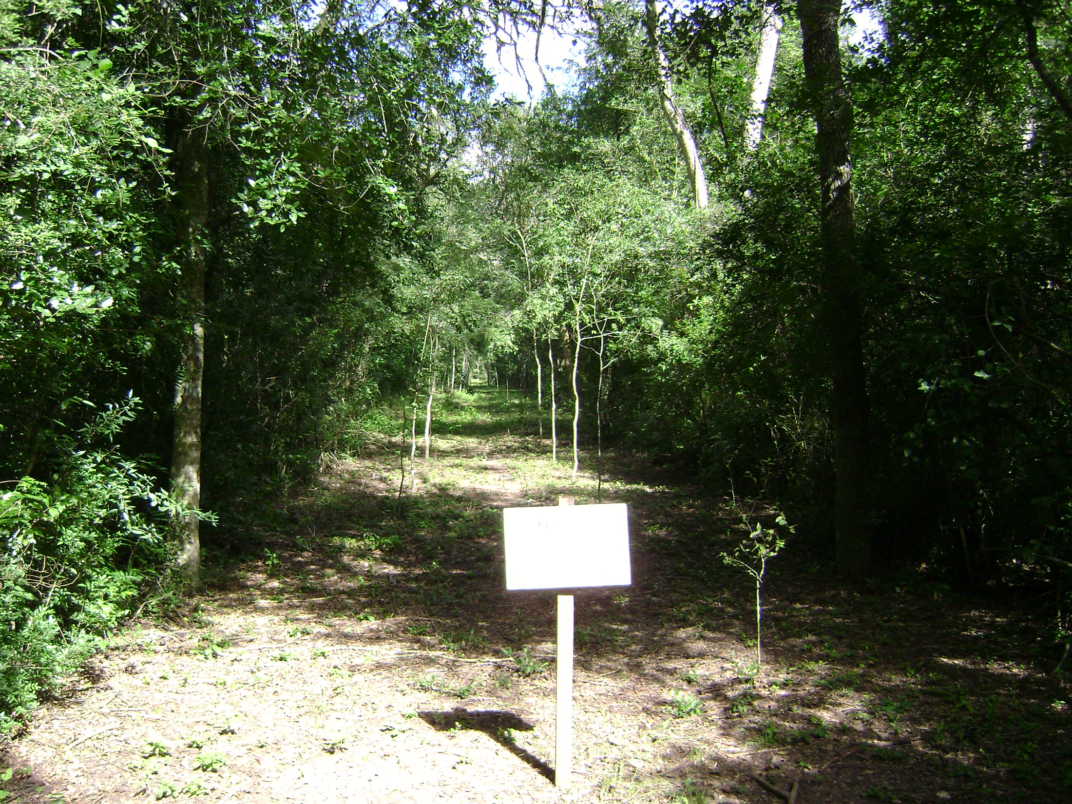Native tree enrichment strips in Argentine Chaco woodland.