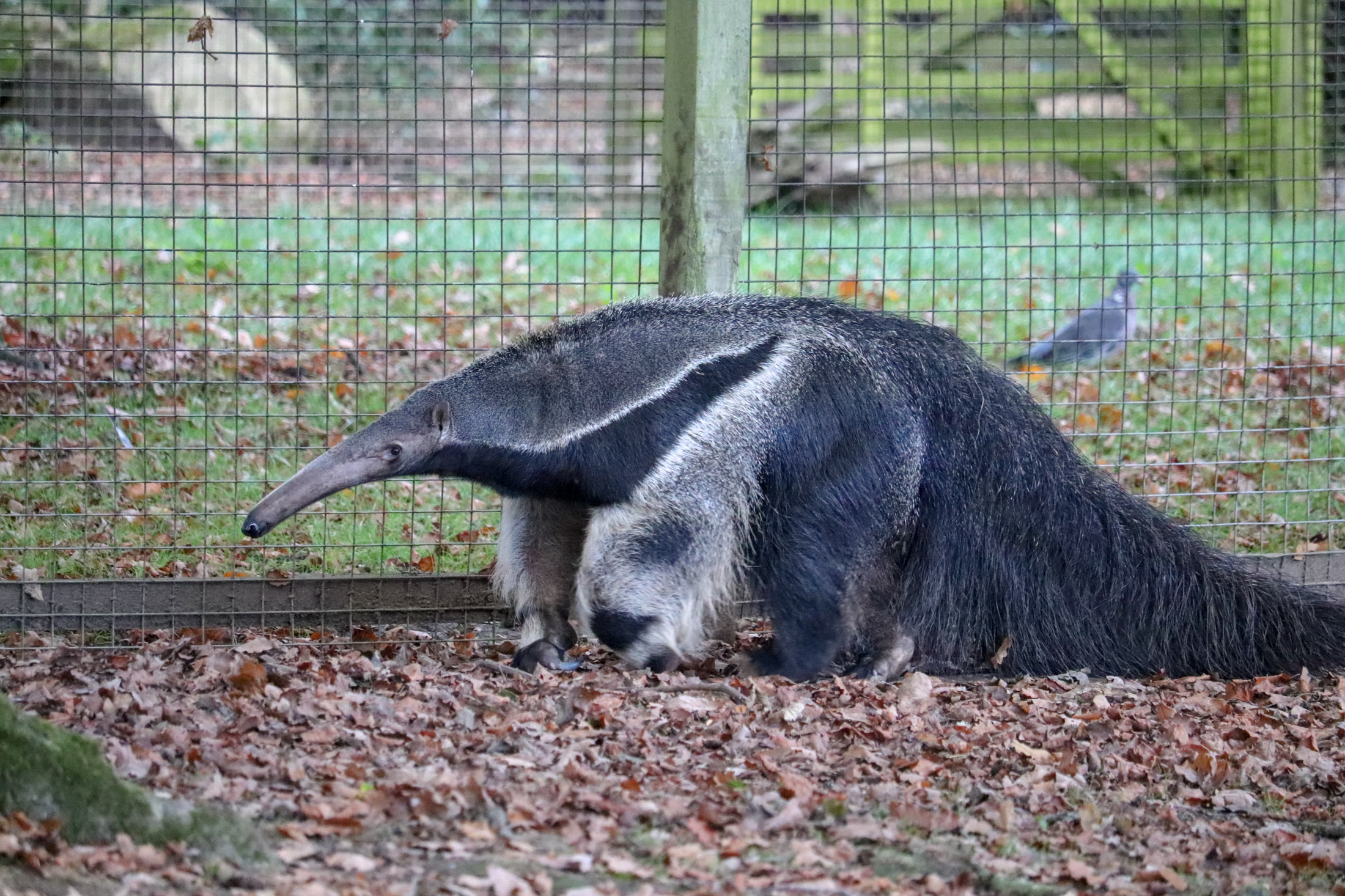 Close view of a giant anteater.