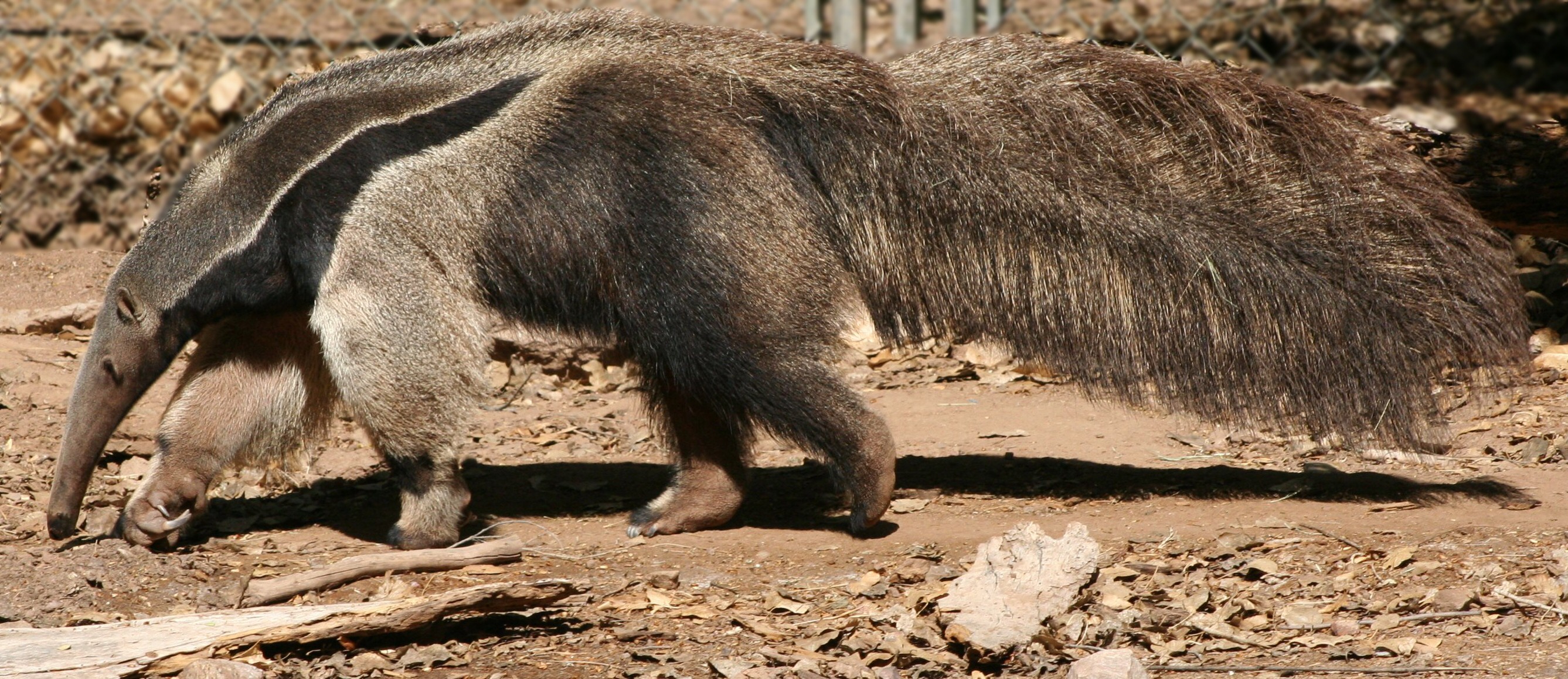 Giant anteater in profile.