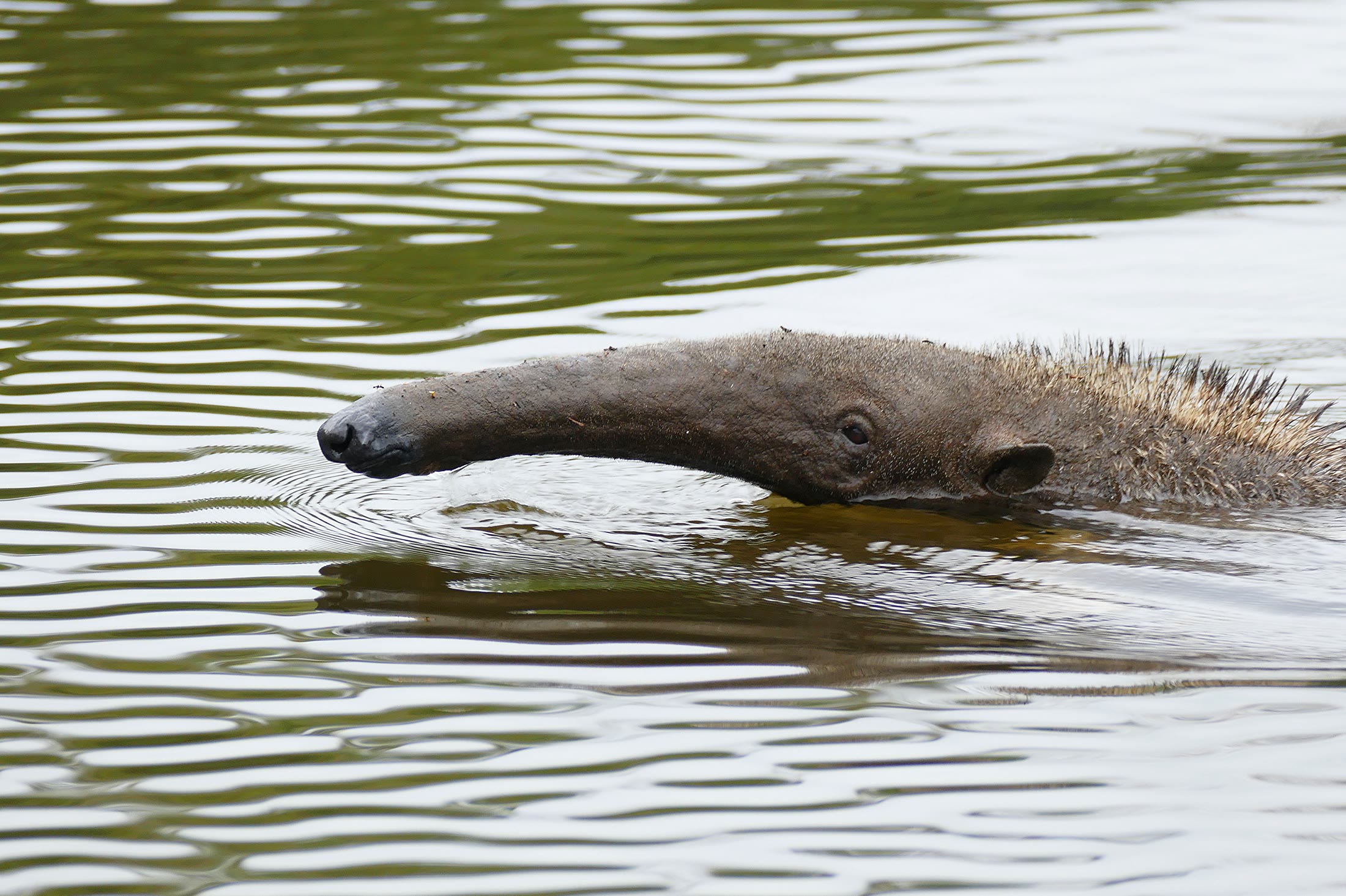 Giant anteater crossing a river in Brazil's Pantanal.