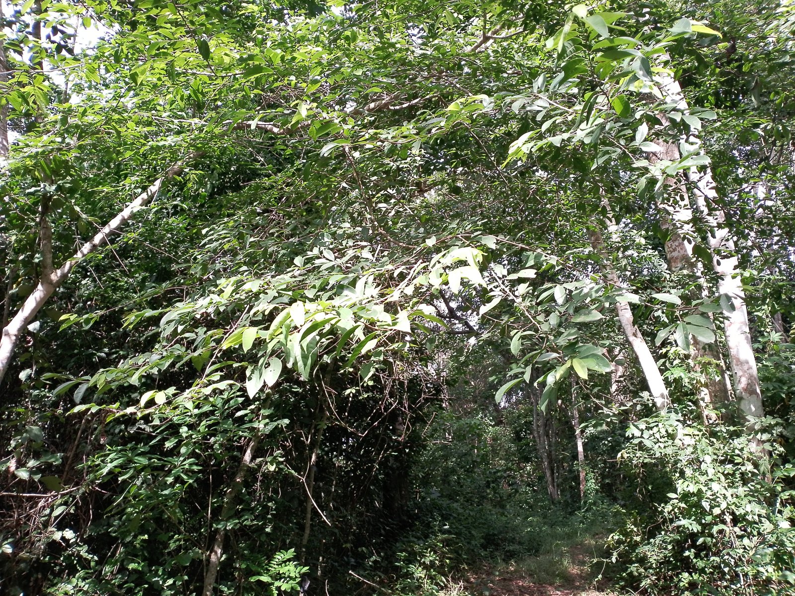 Dense leafy trees and undergrowth in a tropical forest.