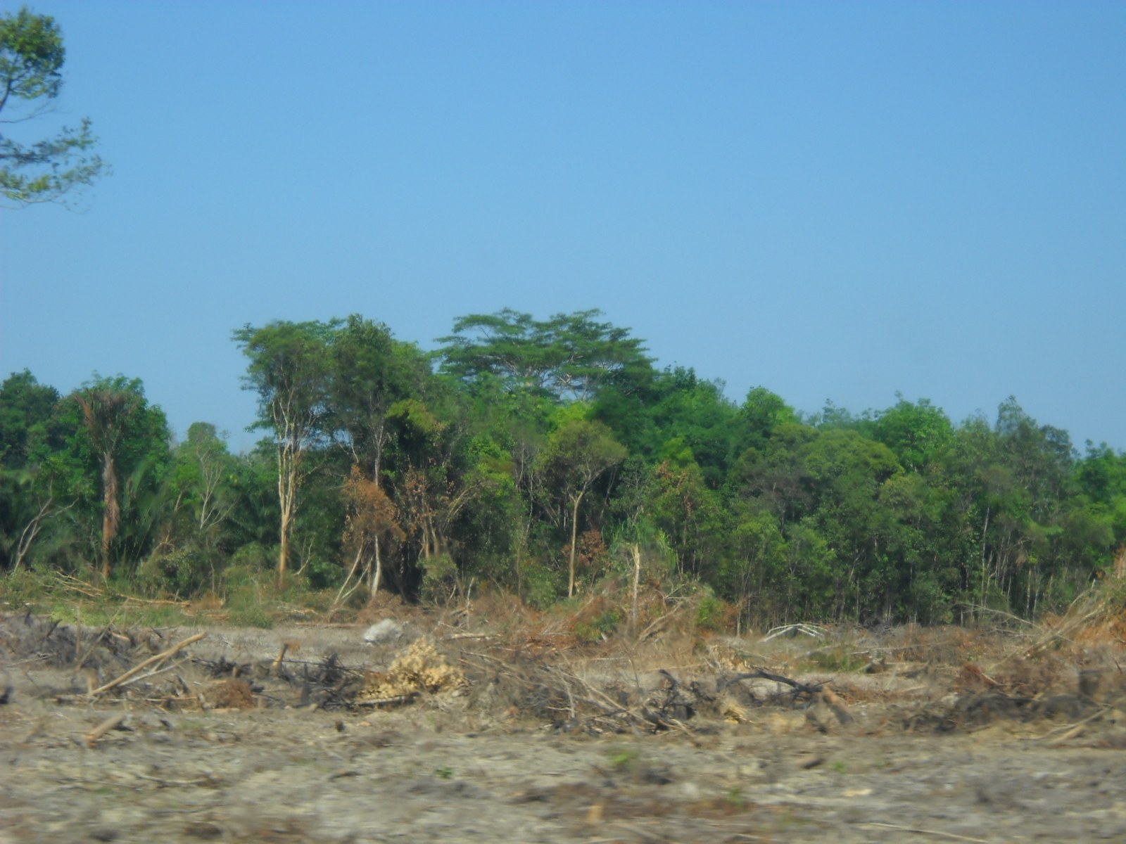 A cleared, dry patch of ground in front of a line of remaining forest under a clear blue sky.