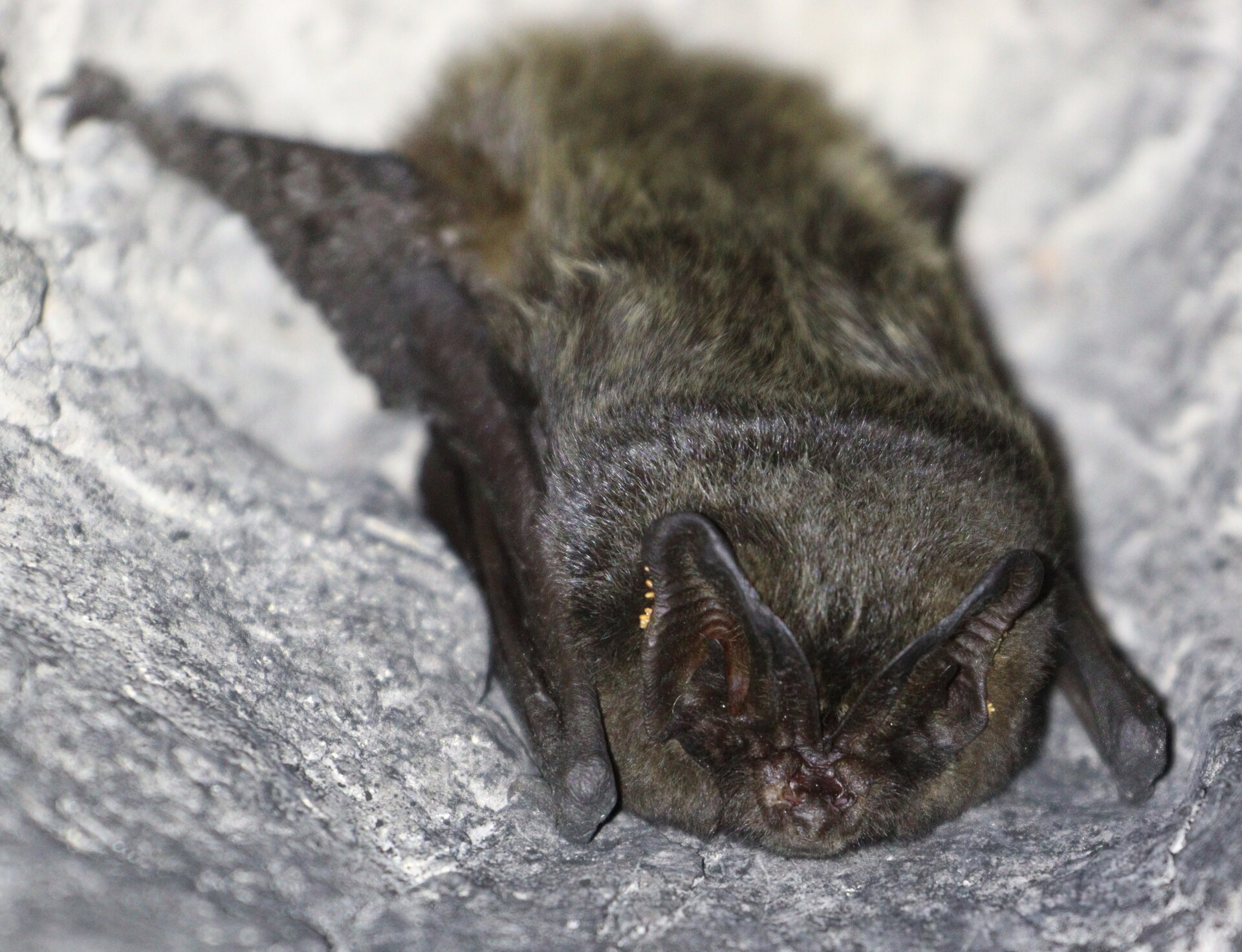 Close view of a dark, furry barbastelle bat with broad ears and a pug-like face resting on pale rock.