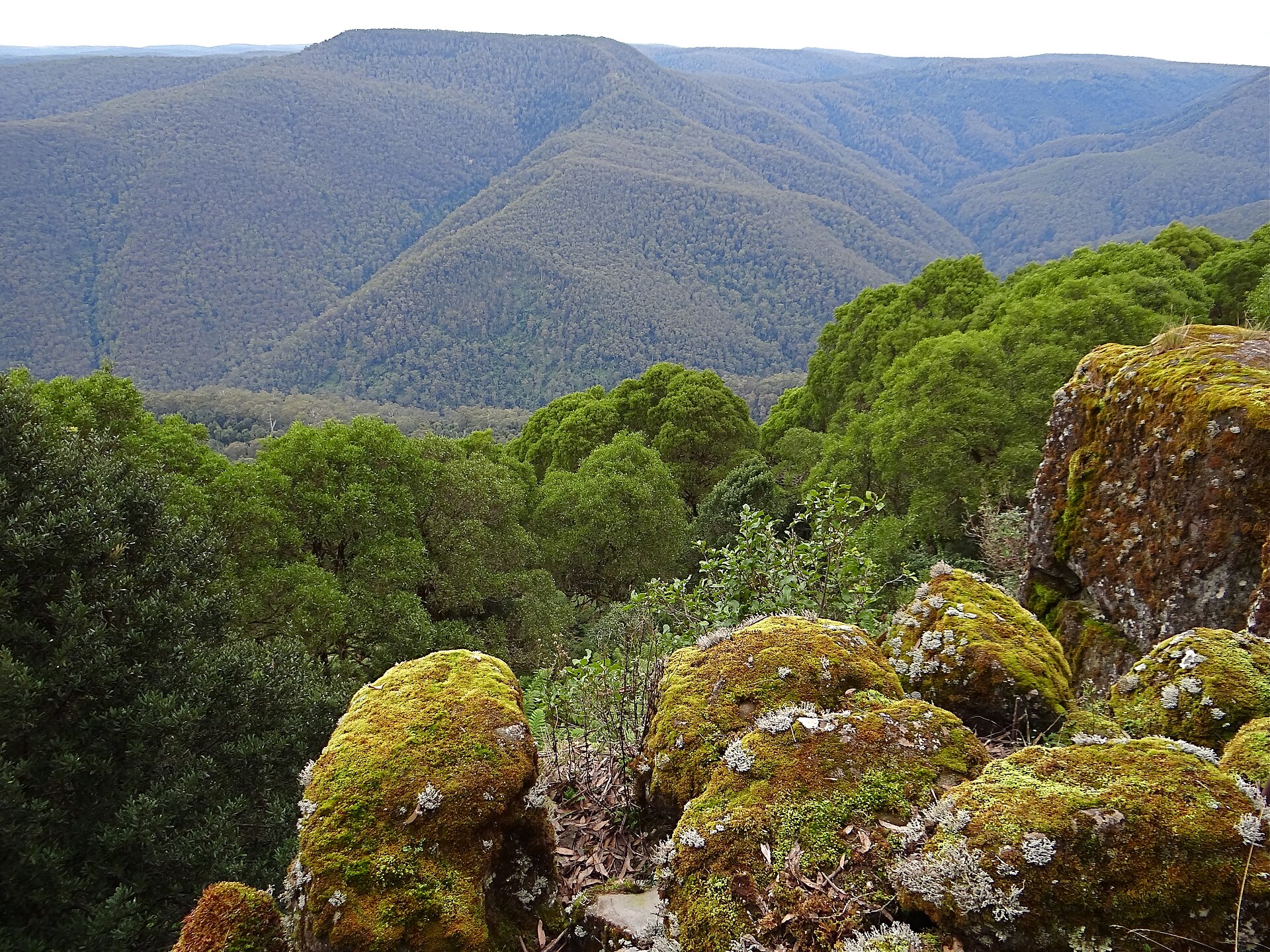 View east from the Honeysuckle Walk in Barrington Tops National Park.