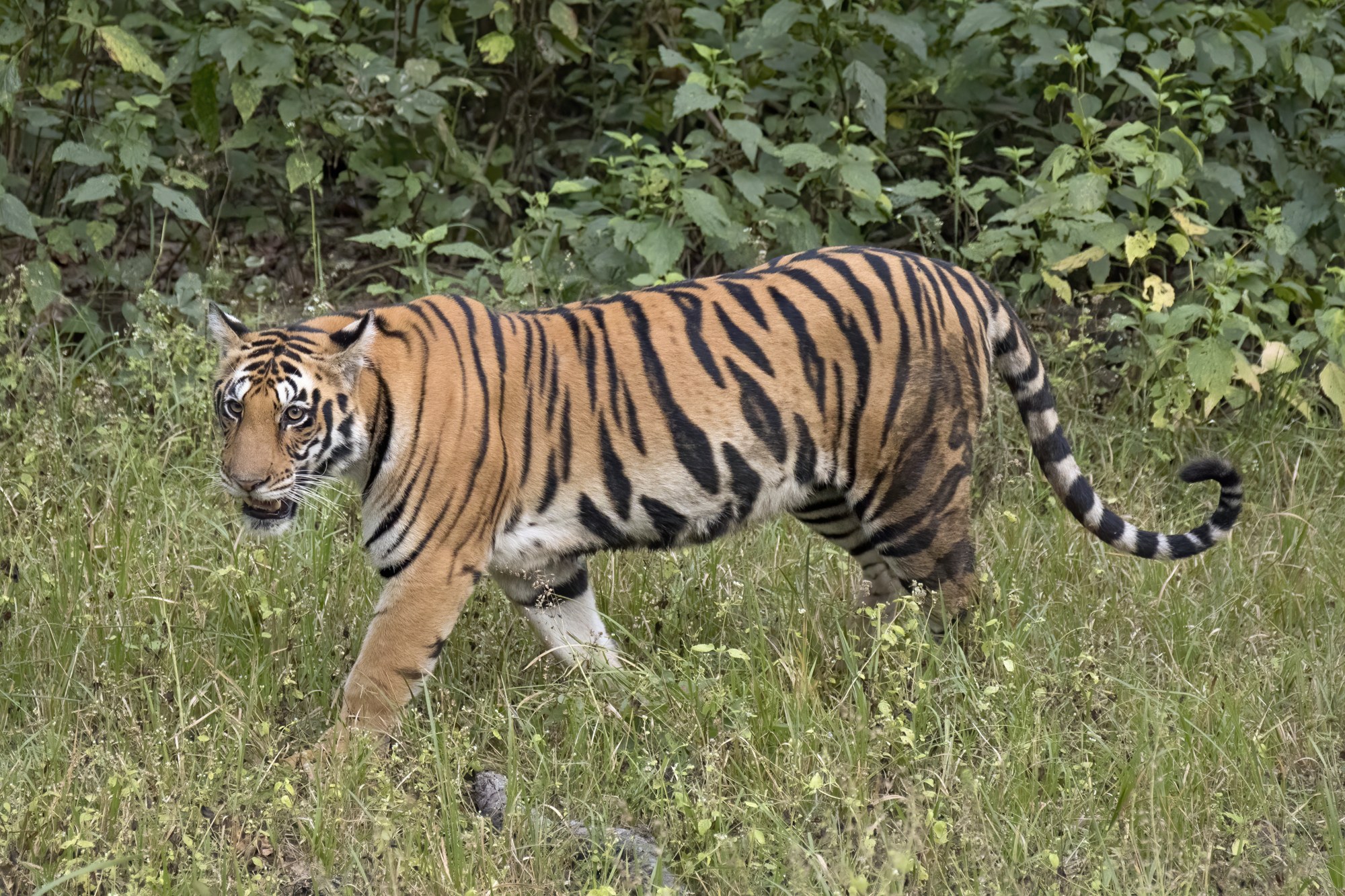 A Bengal tigress with an orange and black striped coat looking toward the camera.