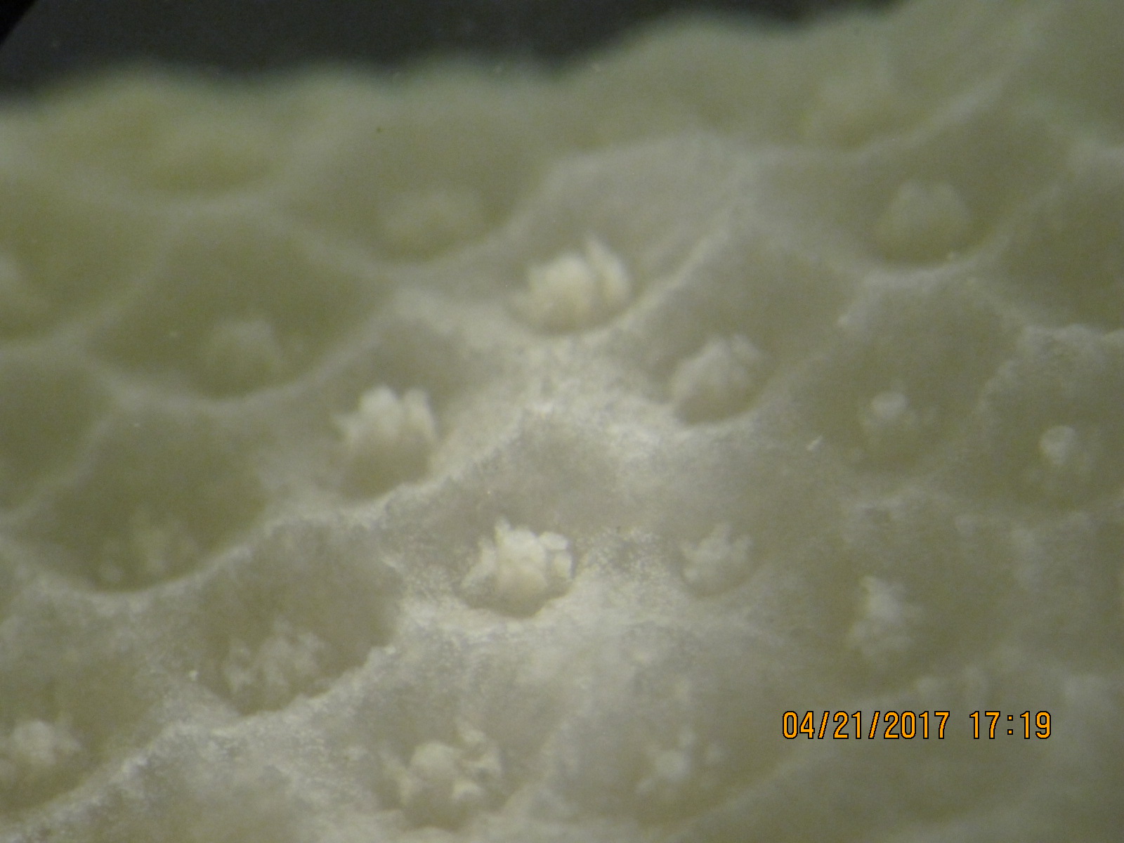 A pale, bleached Porites lobata coral with polyps closed, at a marine laboratory in Hawaii.