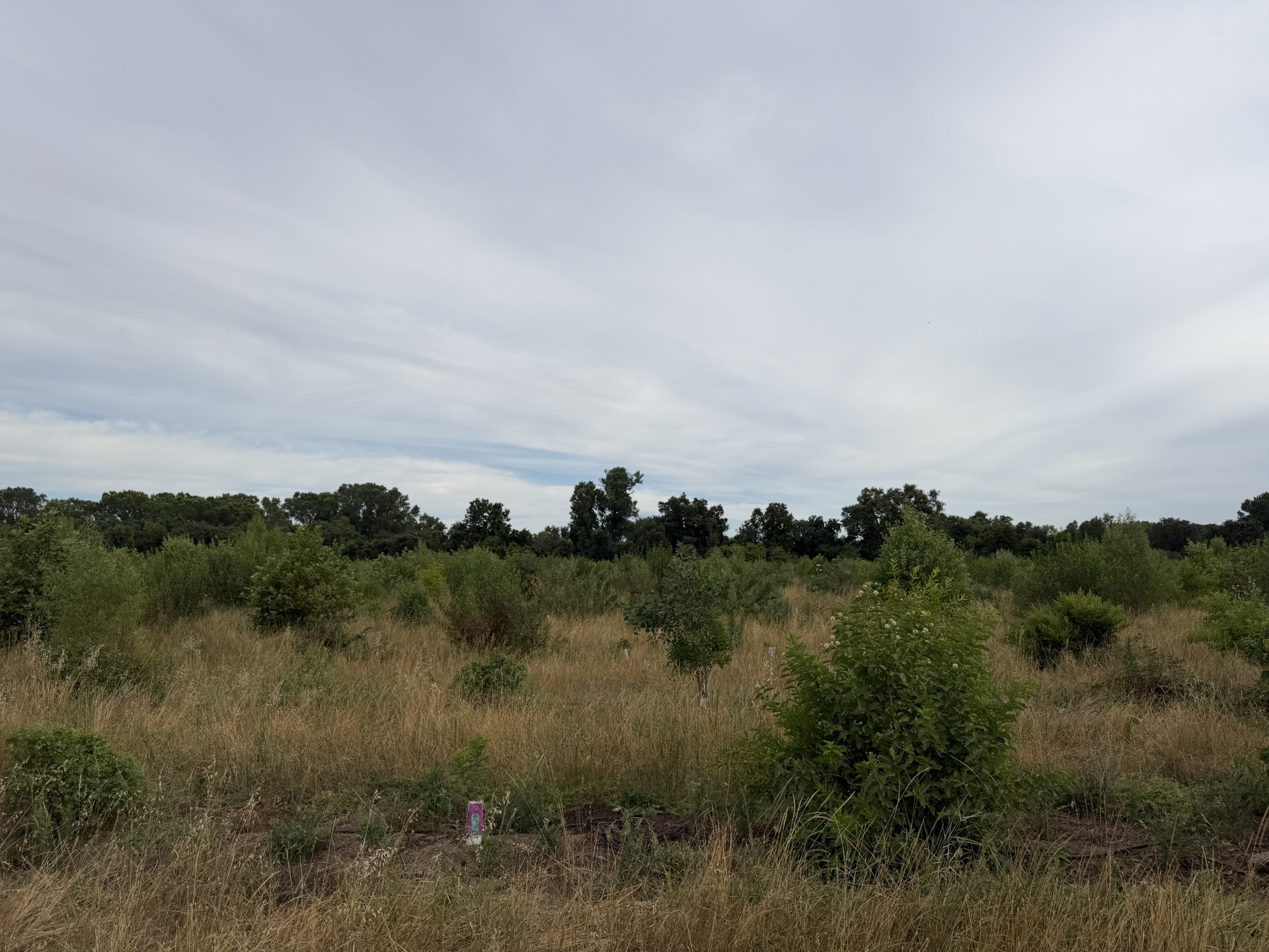 An open field of tall grass and young shrubs beneath a cloudy sky, with a line of trees in the distance.