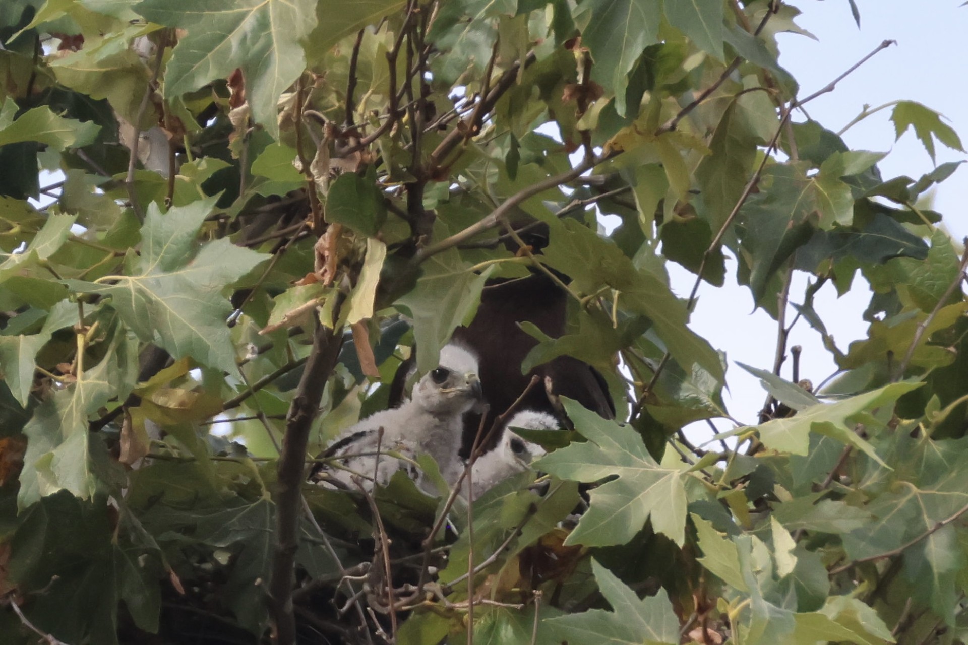 Two young hawks partly hidden among green leaves and branches in a nest.