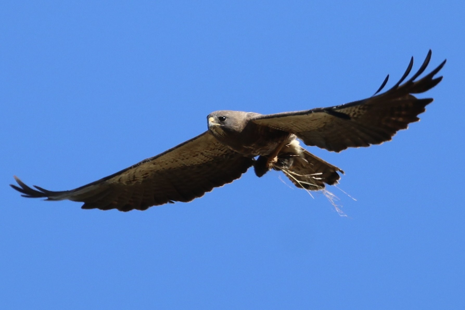 A hawk in flight with wings fully spread against a clear blue sky, carrying prey in its talons.