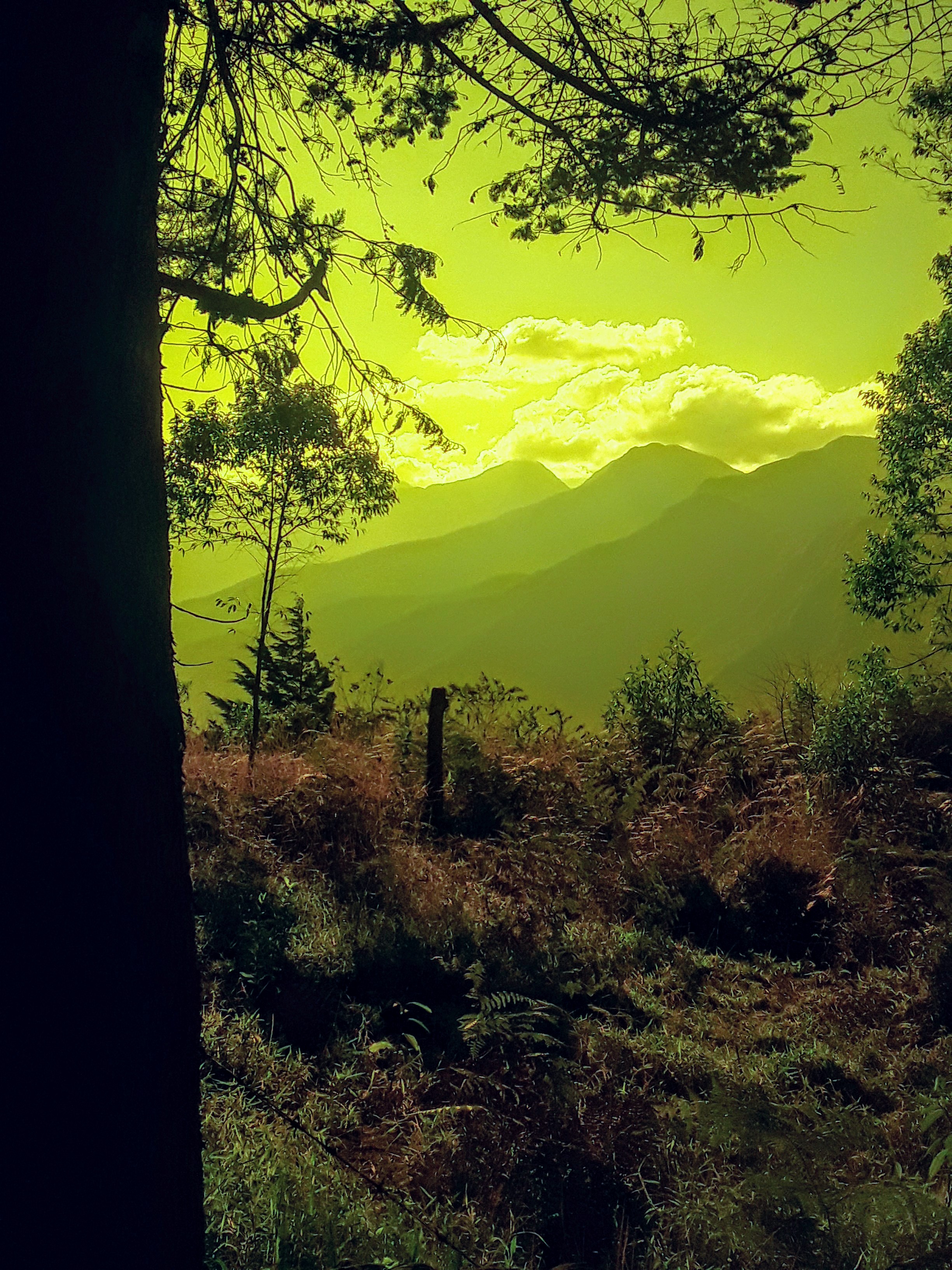 Cloud forest habitat in Bolivia's Yungas at Cotapata National Park.