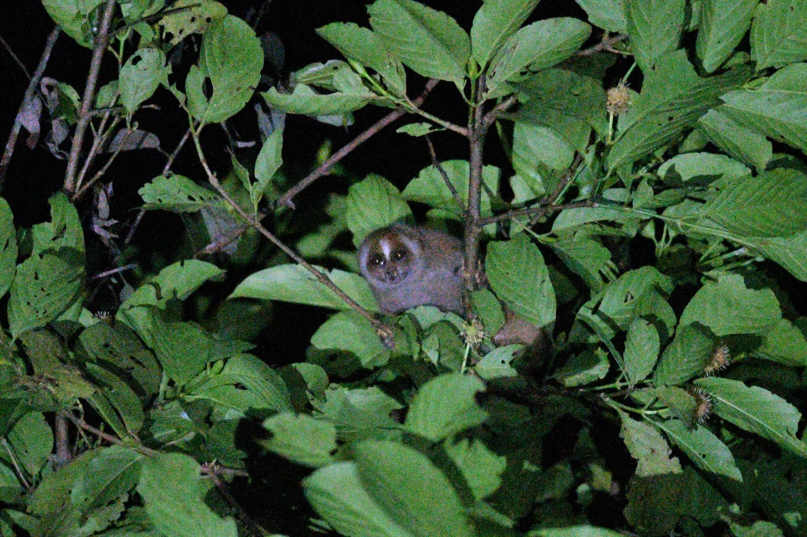 A small slow loris with pale facial markings peers out from dense green leaves at night.