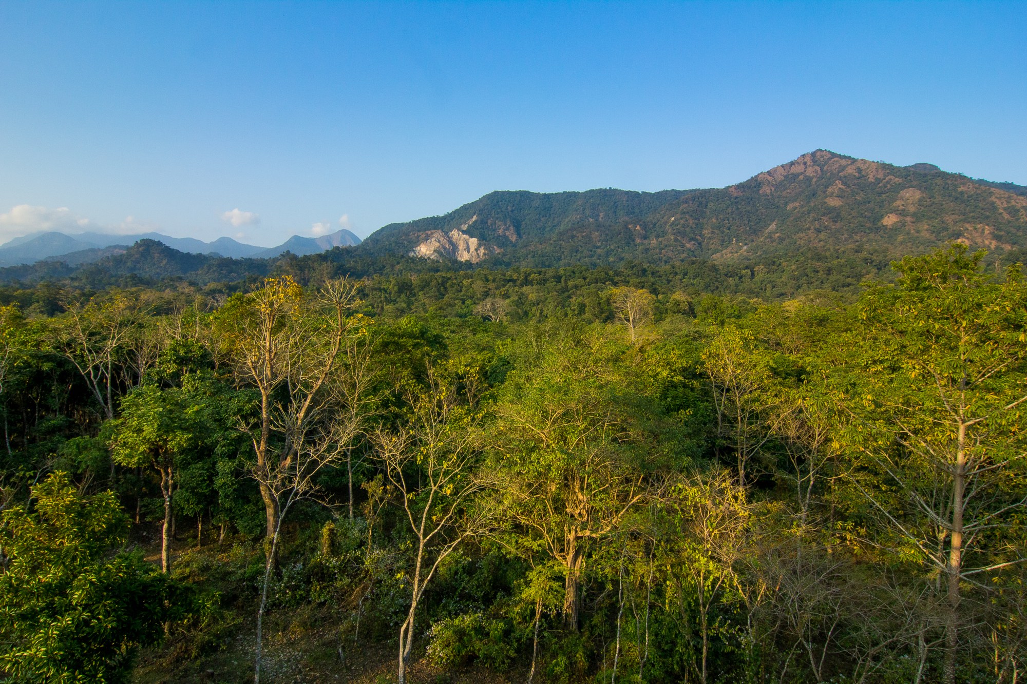 Dense green forest with tall trees and undergrowth inside Buxa Tiger Reserve.
