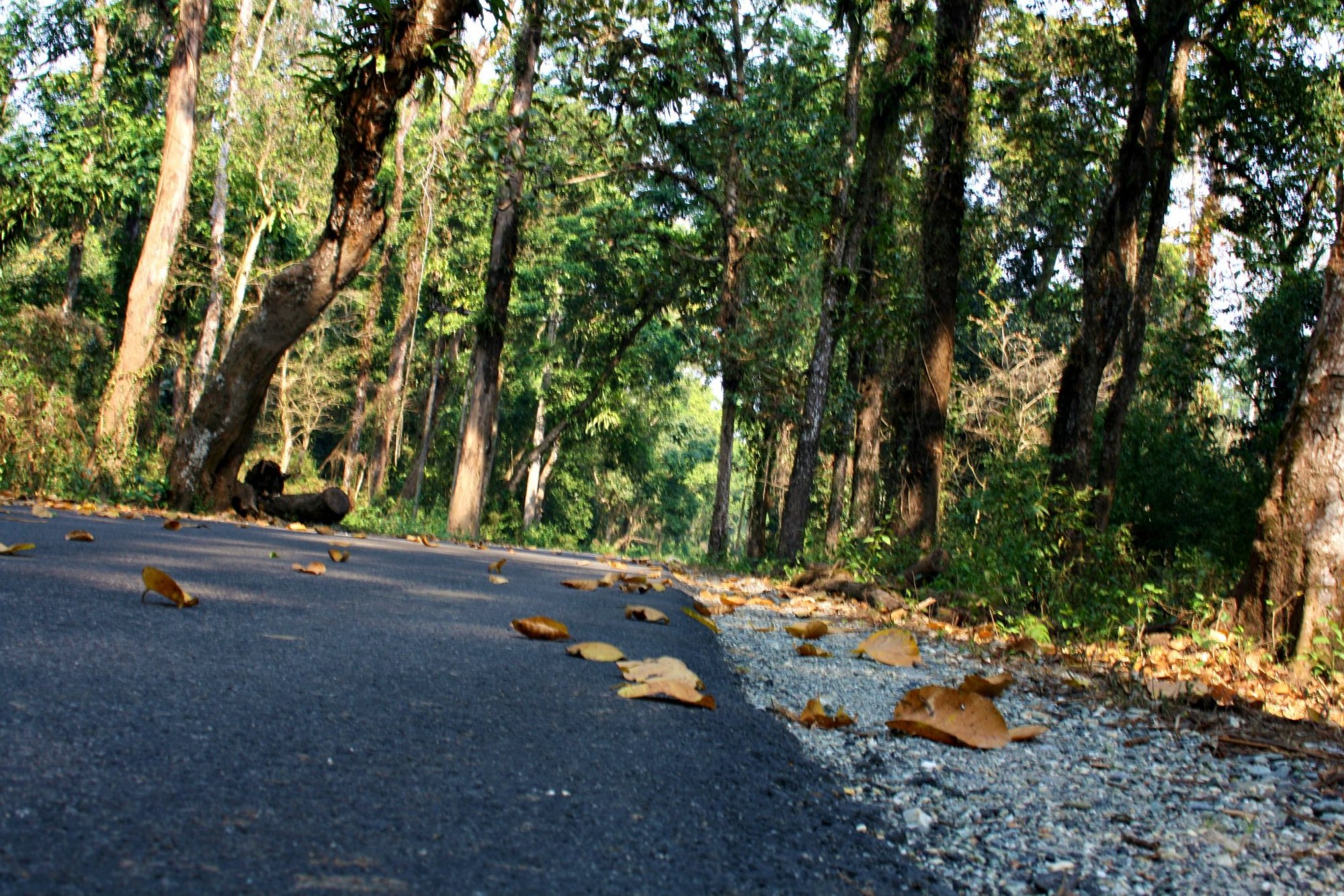 Tall trees and forest undergrowth inside Buxa Tiger Reserve.
