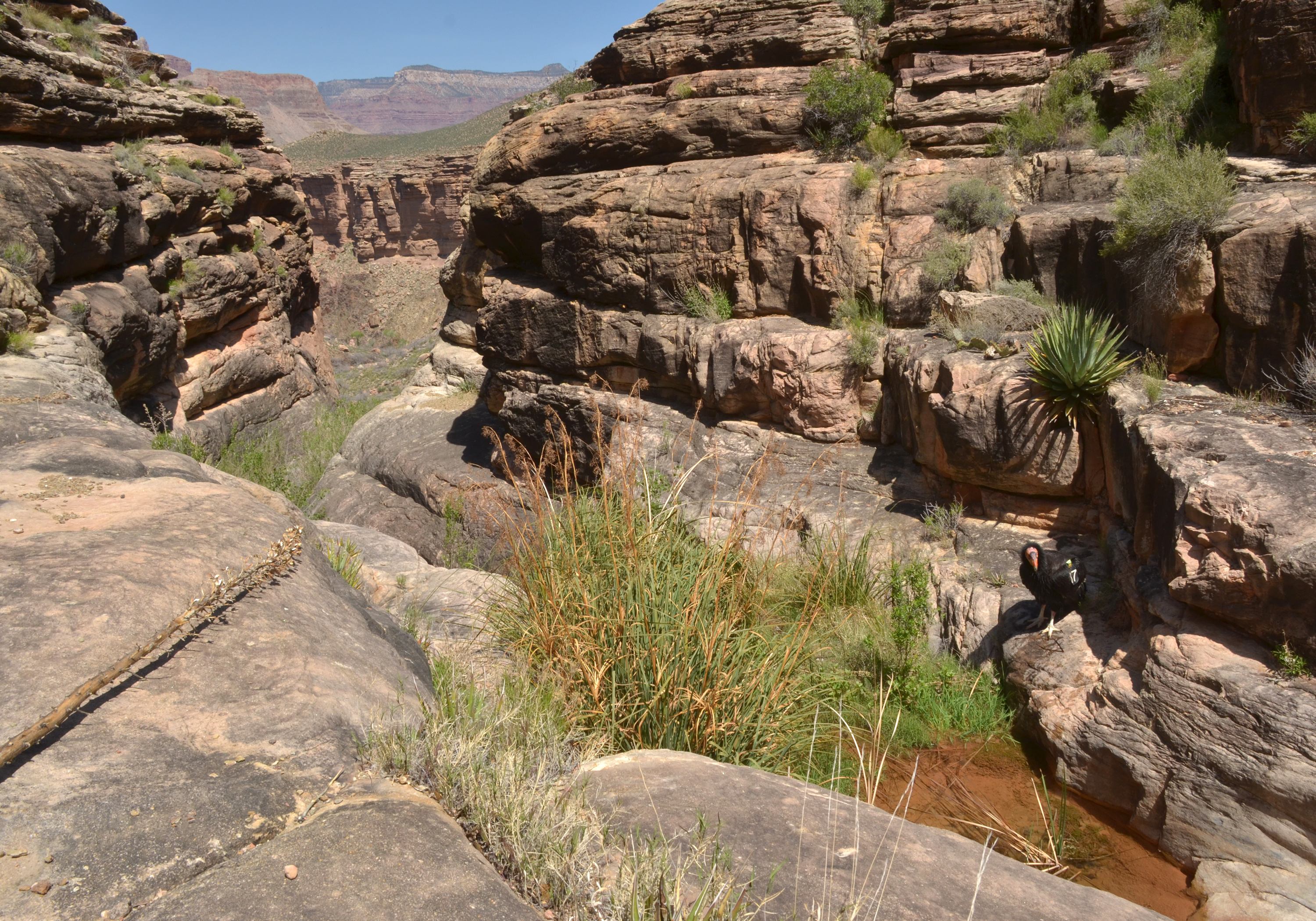 California condor number 87 standing in a shallow creek with wet dark plumage and numbered wing tags.