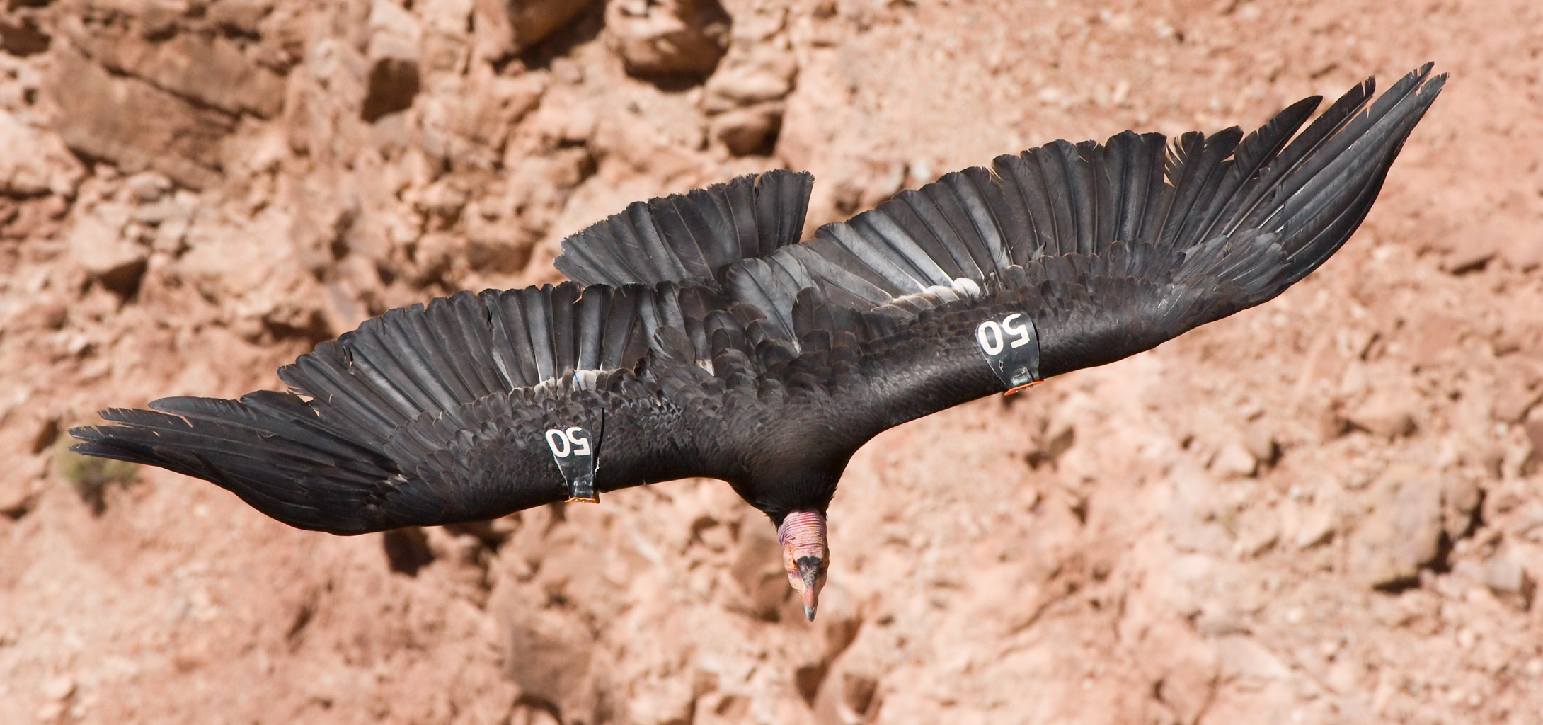 A California condor soars with wings outstretched against a blue sky.