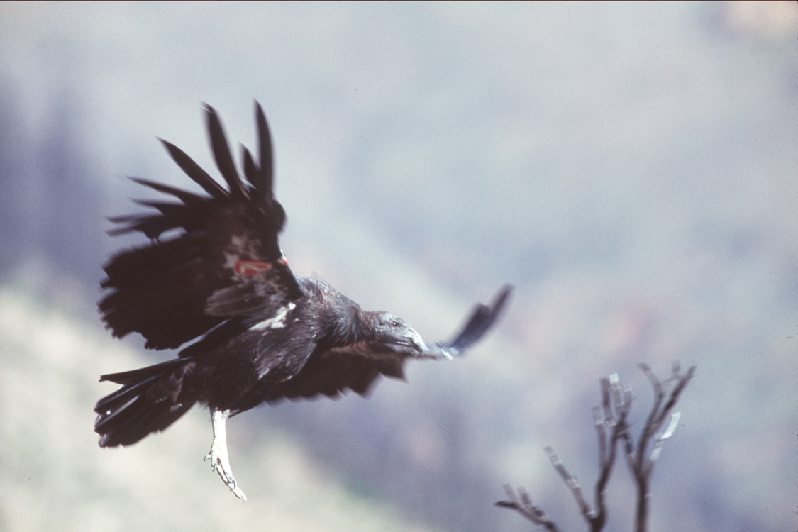 A California condor standing on rocky ground with dark plumage and a bare head.