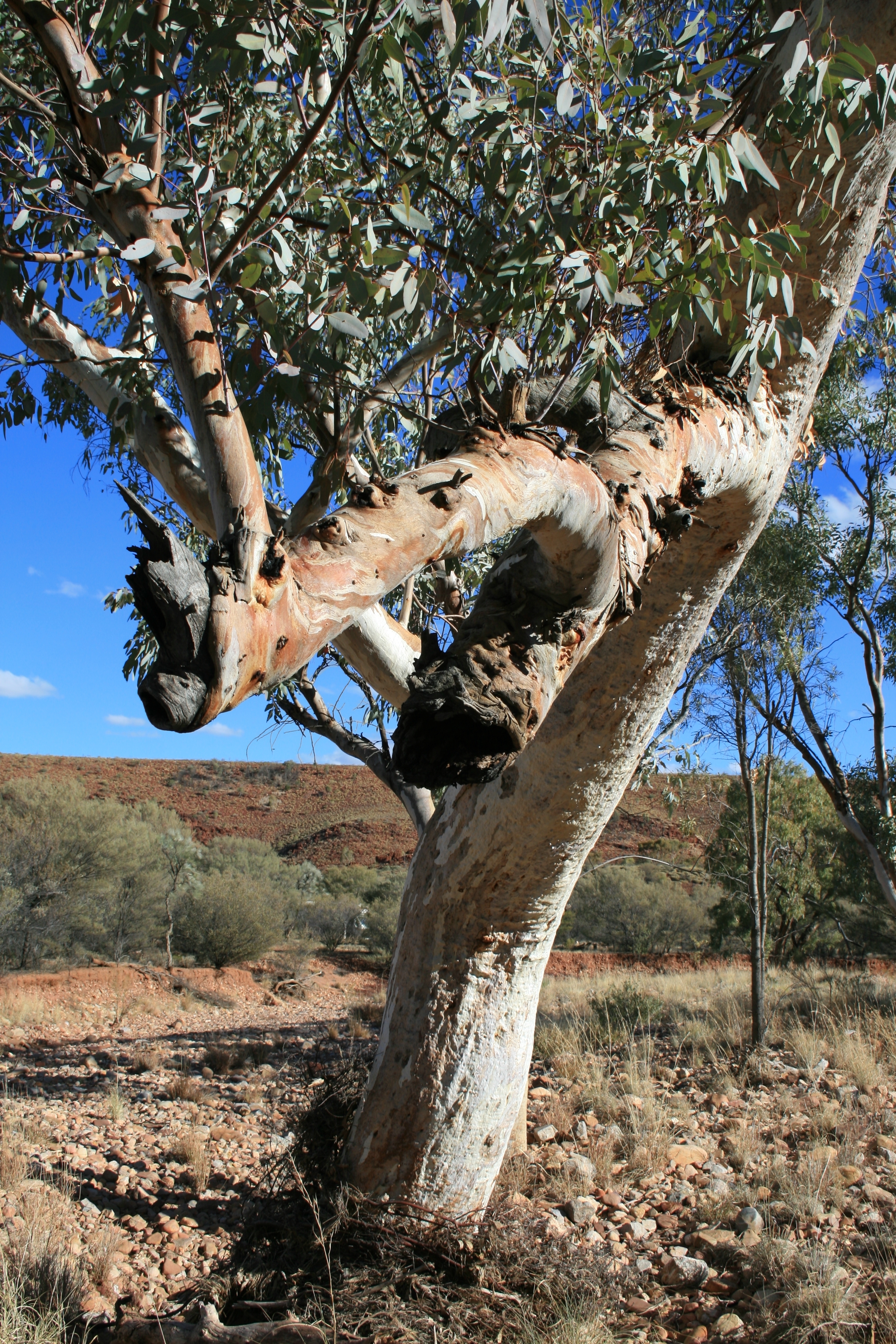 River red gum trunk near the Ochre Pits, Northern Territory.