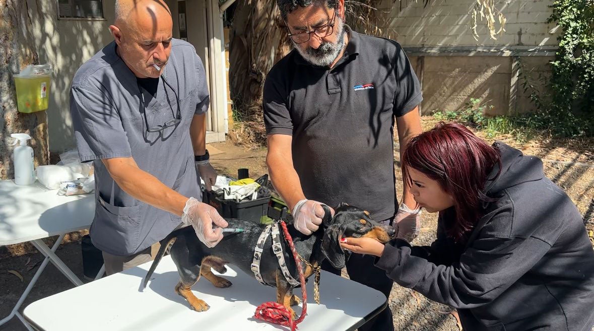 Health workers vaccinate a small dog on an outdoor folding table during a field rabies-vaccination activity in Chile, with medical supplies and a sharps container visible nearby.