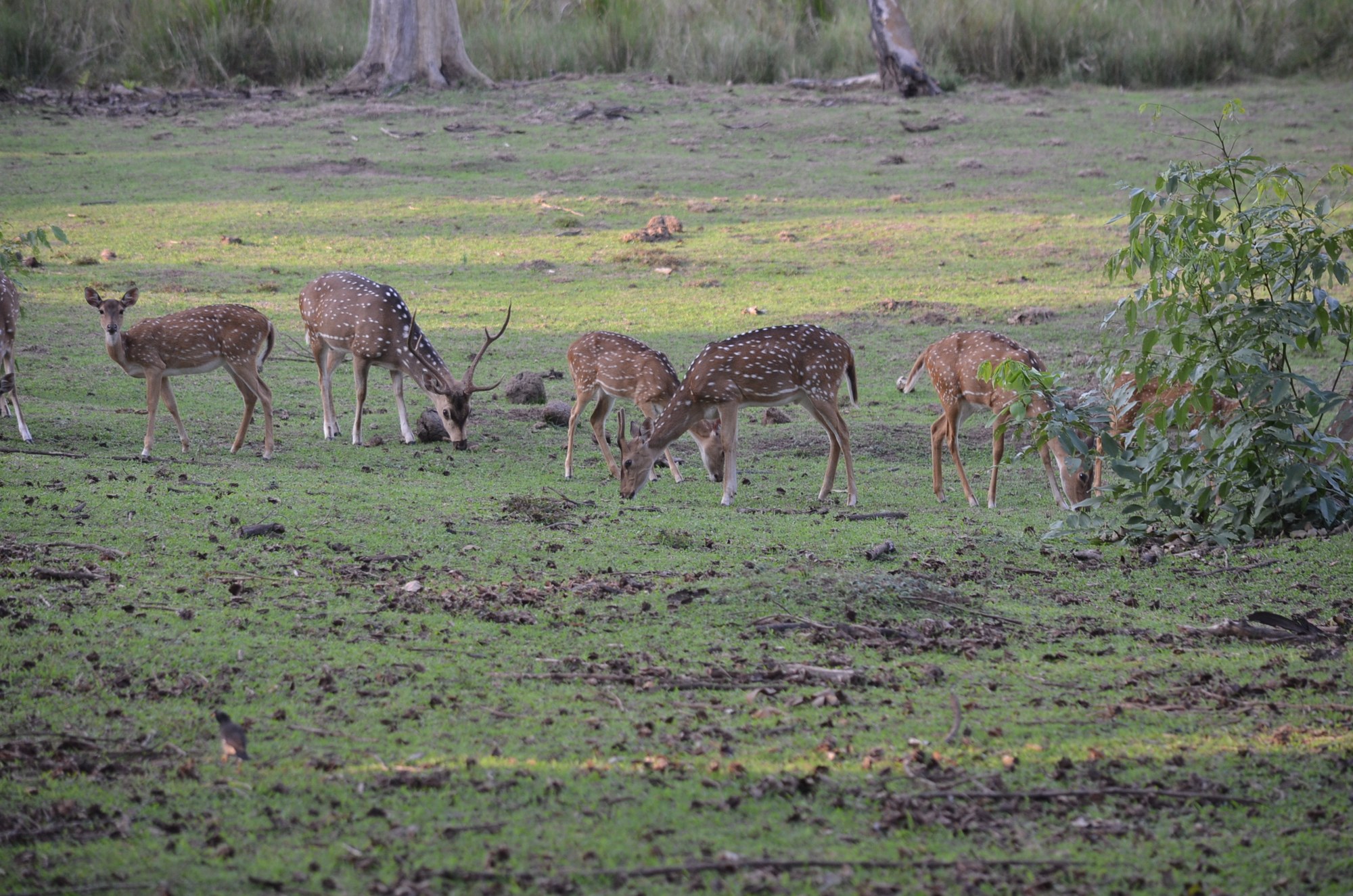 A herd of spotted deer grazing in a forest clearing.