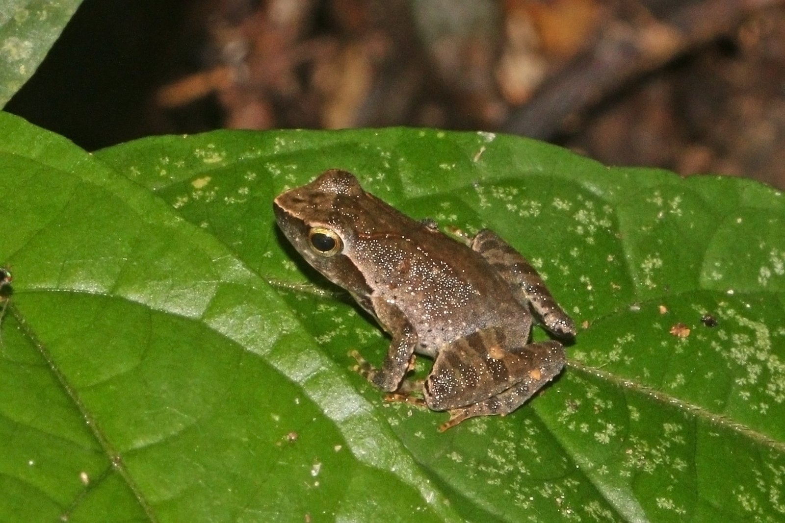 A small brown frog with speckled skin sits on a broad green leaf.