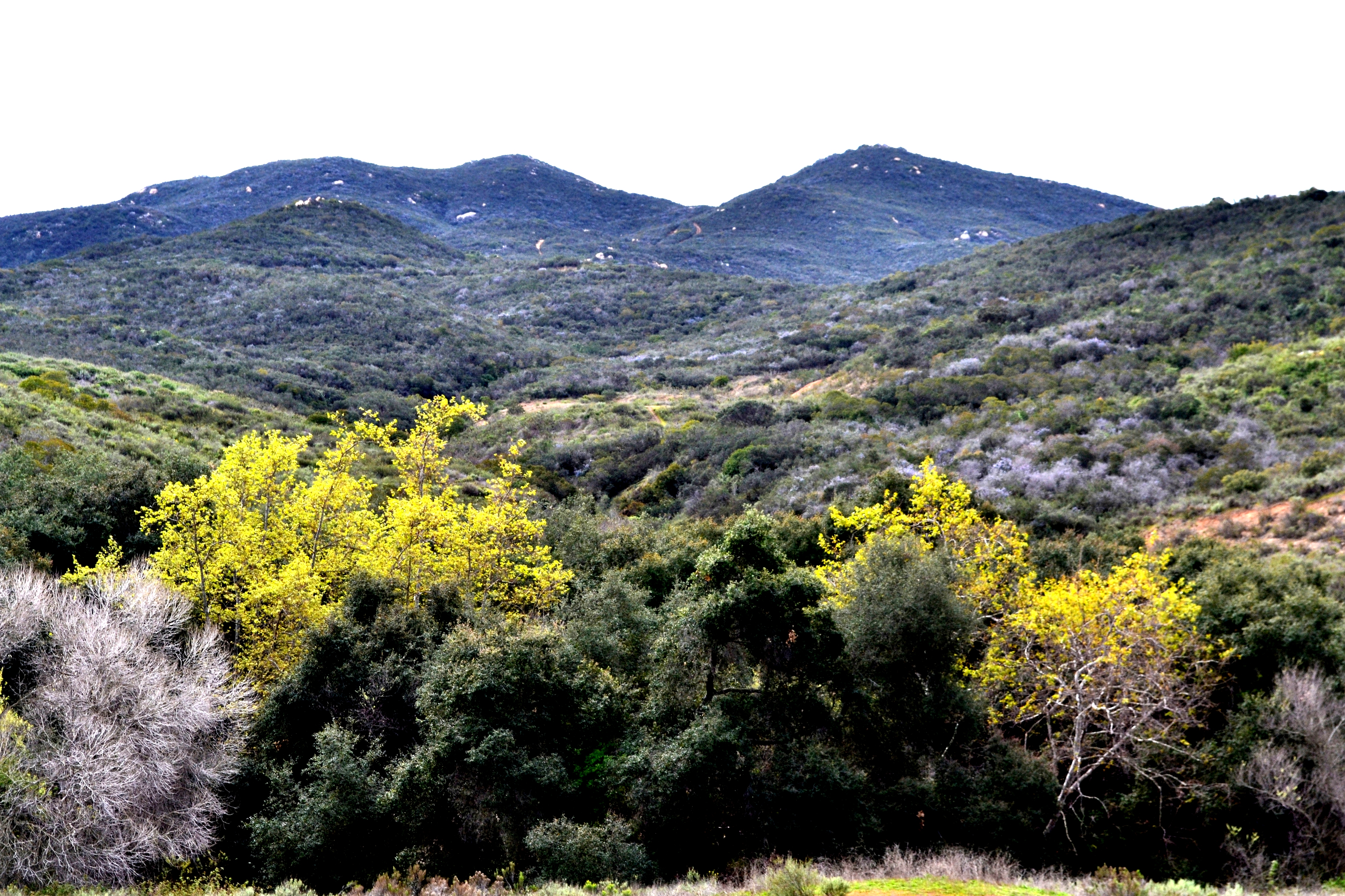 Hills of coastal sage scrub and riparian green along a valley at San Diego National Wildlife Refuge.
