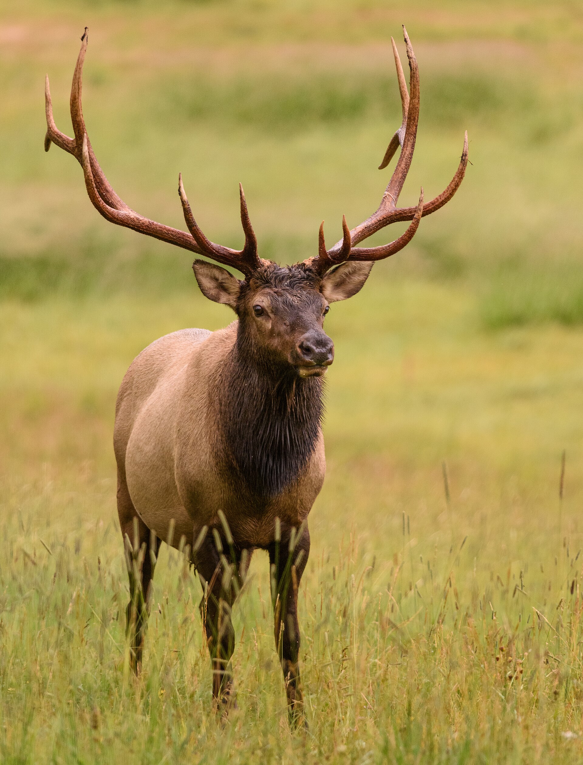 Bull elk standing in Rocky Mountain National Park, Colorado.