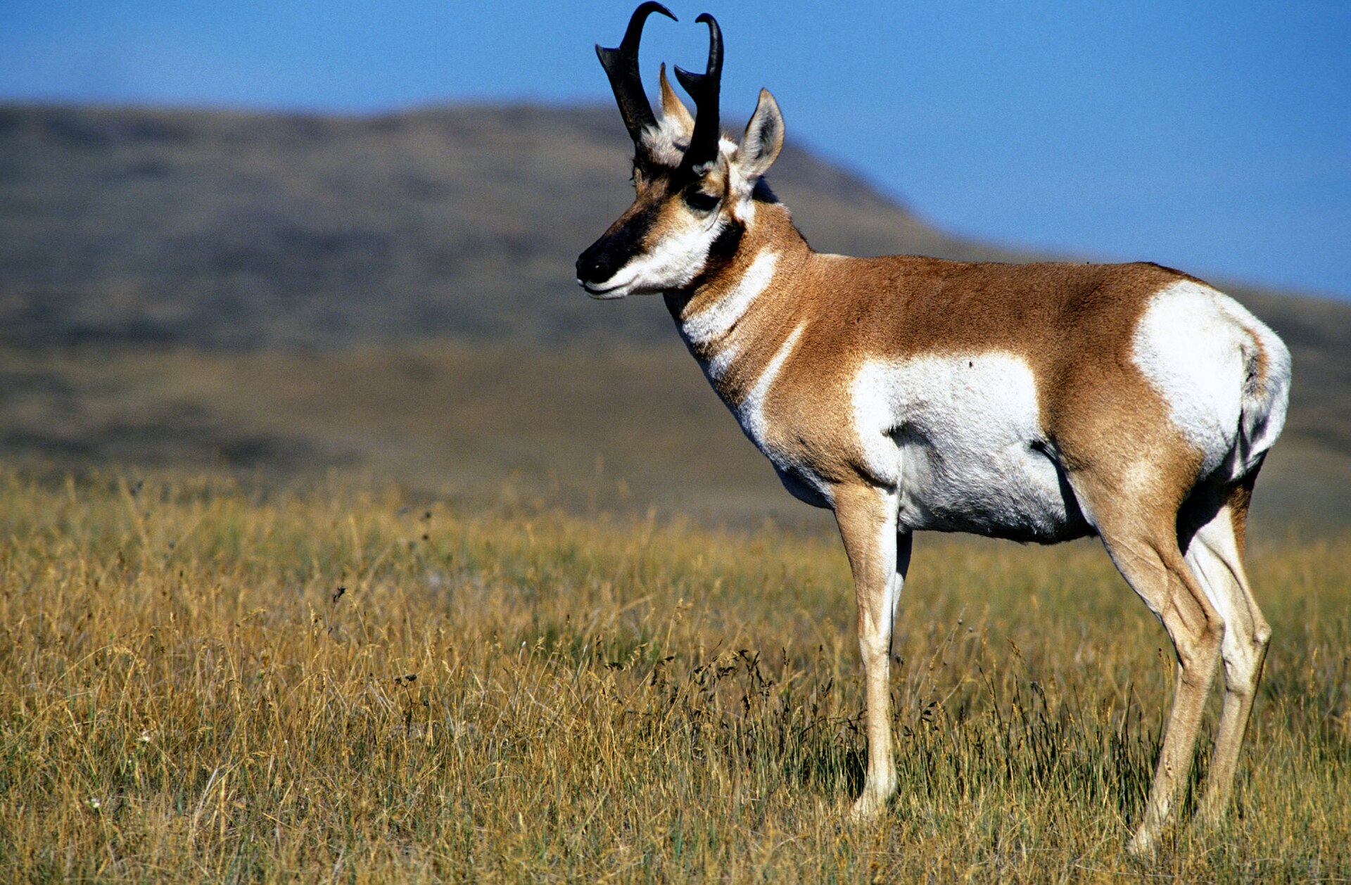 Pronghorn on the Charles M. Russell National Wildlife Refuge.