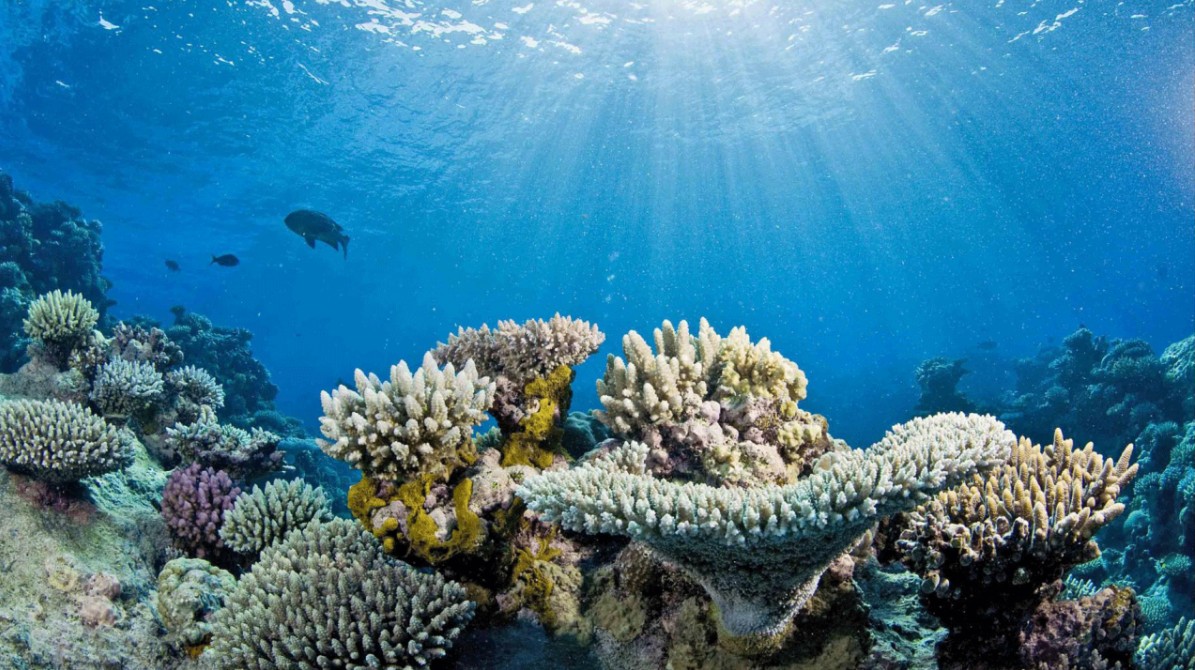 A reef scene showing healthy, colored corals alongside pale, bleached corals.