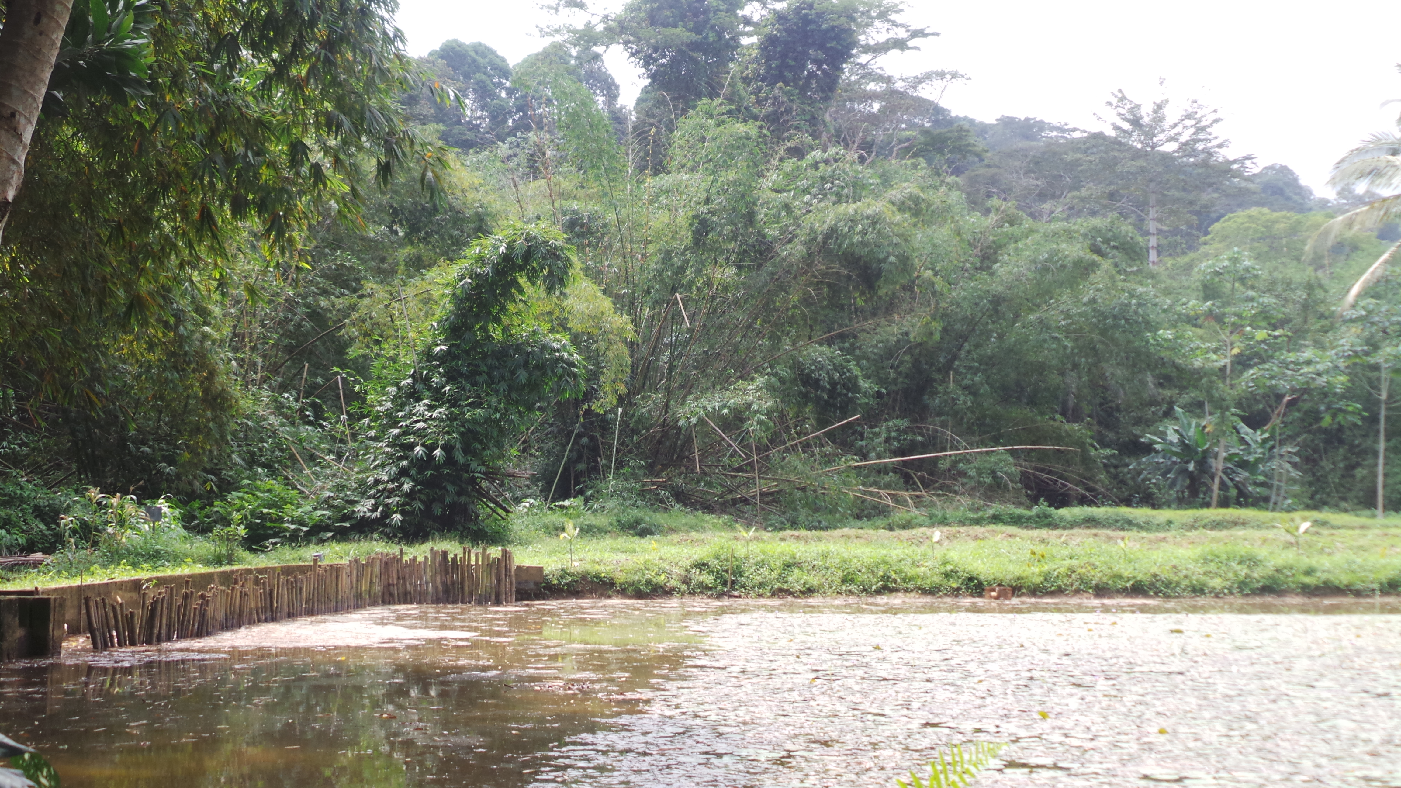 Upper Guinea forest canopy in Côte d'Ivoire.