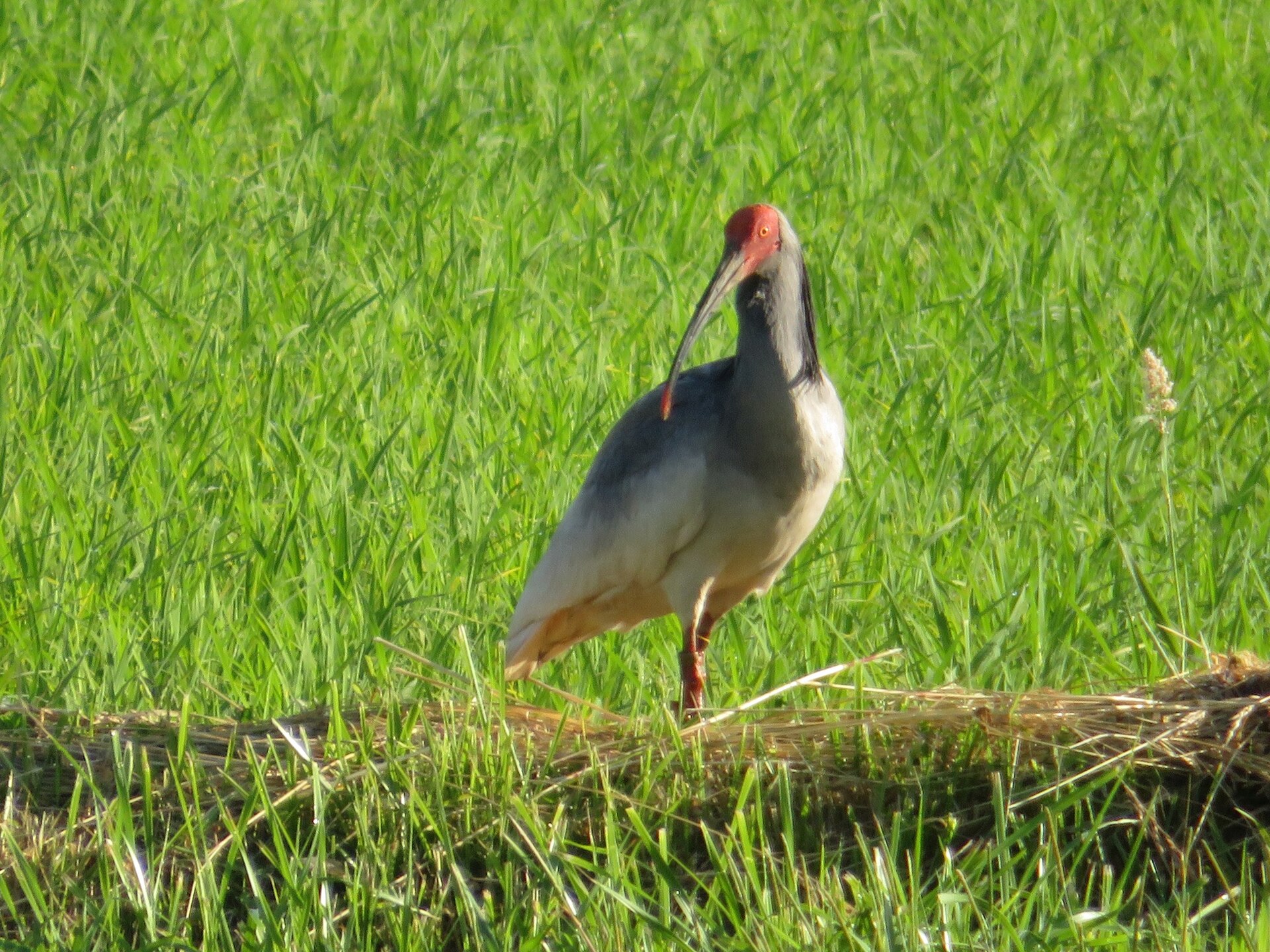 A grey and white ibis with a red face and long curved bill stands in a green field.