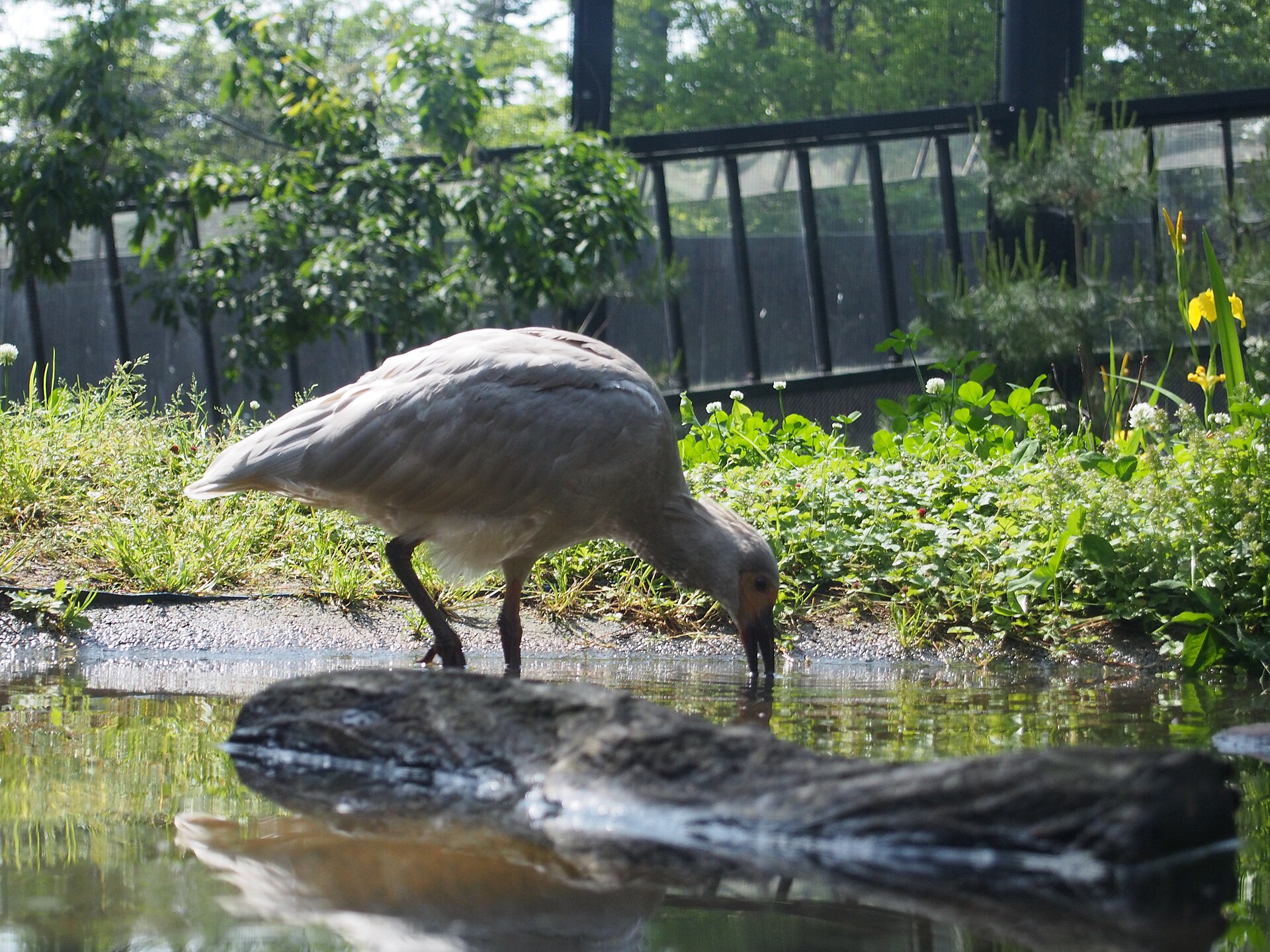 A pale crested ibis bends to drink at the edge of a pond inside a planted aviary.