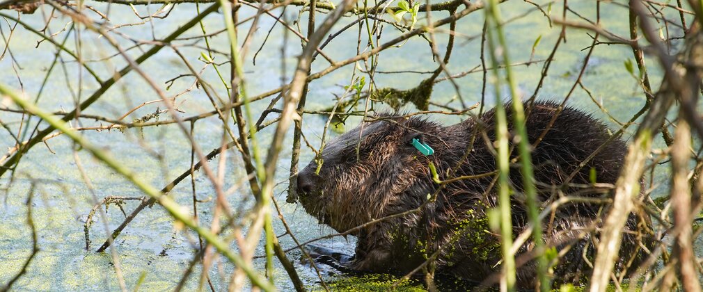A male Eurasian beaver in a pond at Cropton Forest.