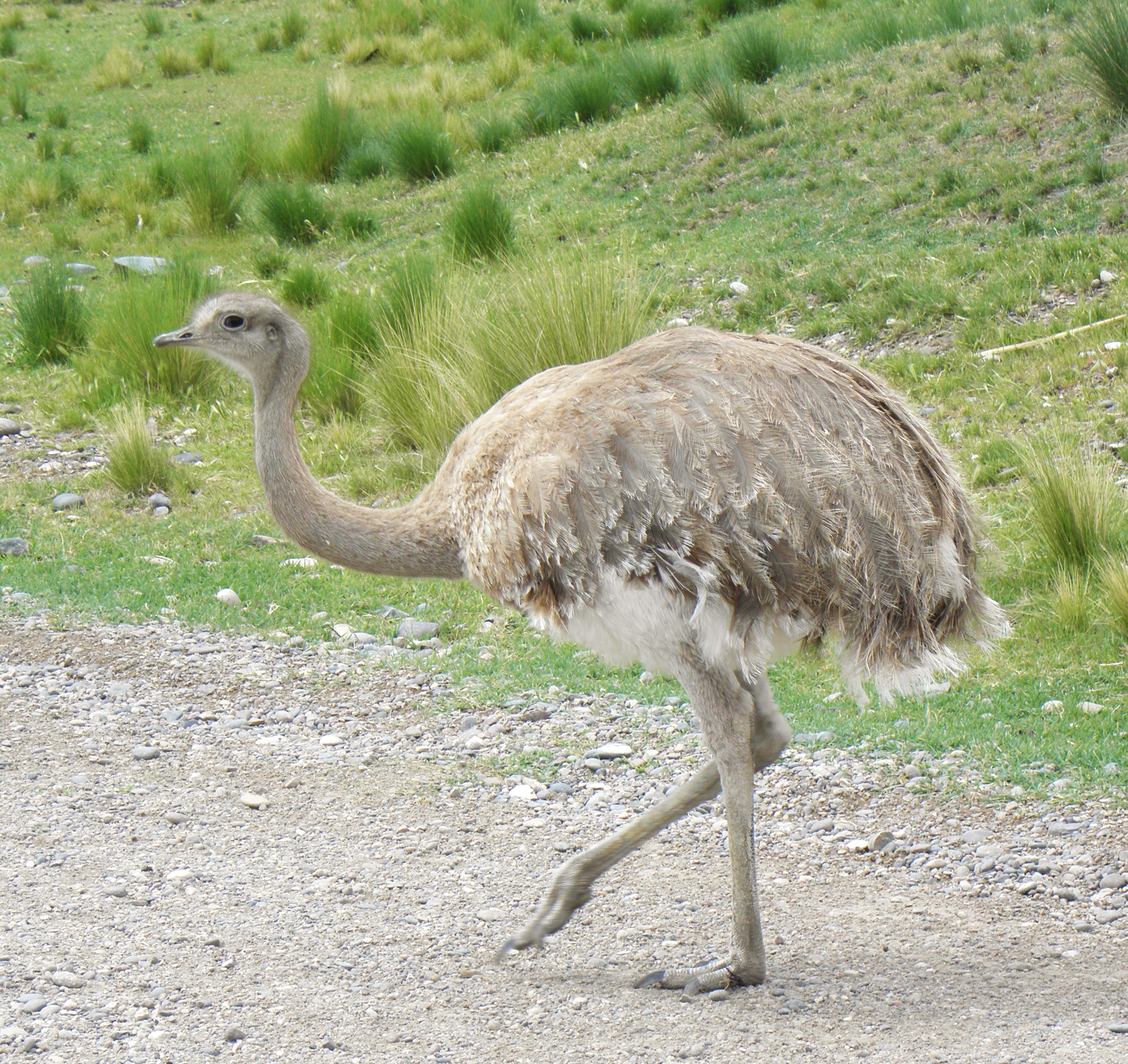 A Darwin's rhea standing in dry grass, its grey-brown plumage and long neck visible.