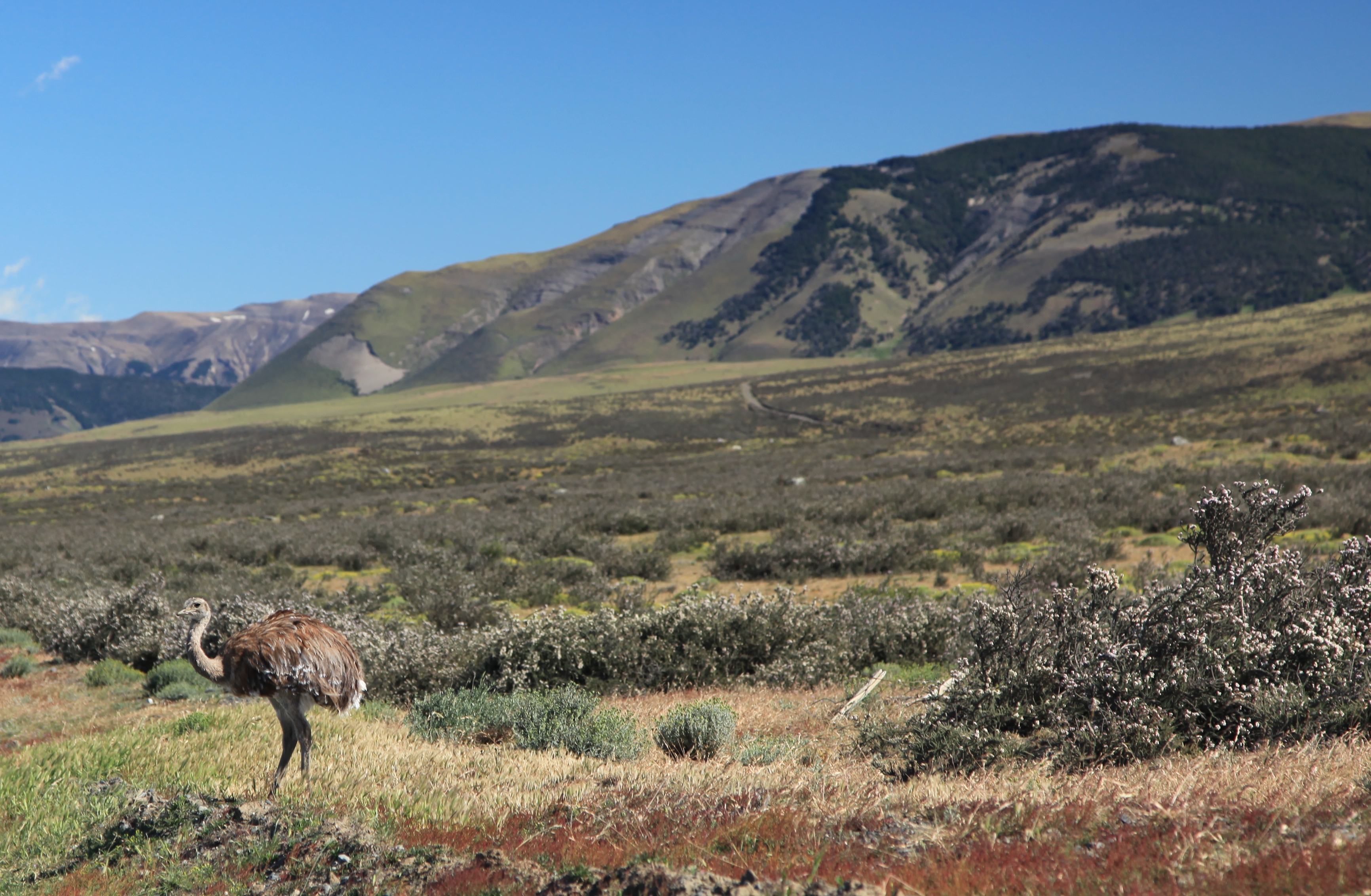 A Darwin's rhea standing alone on open Patagonian grassland with mountains in the distance.